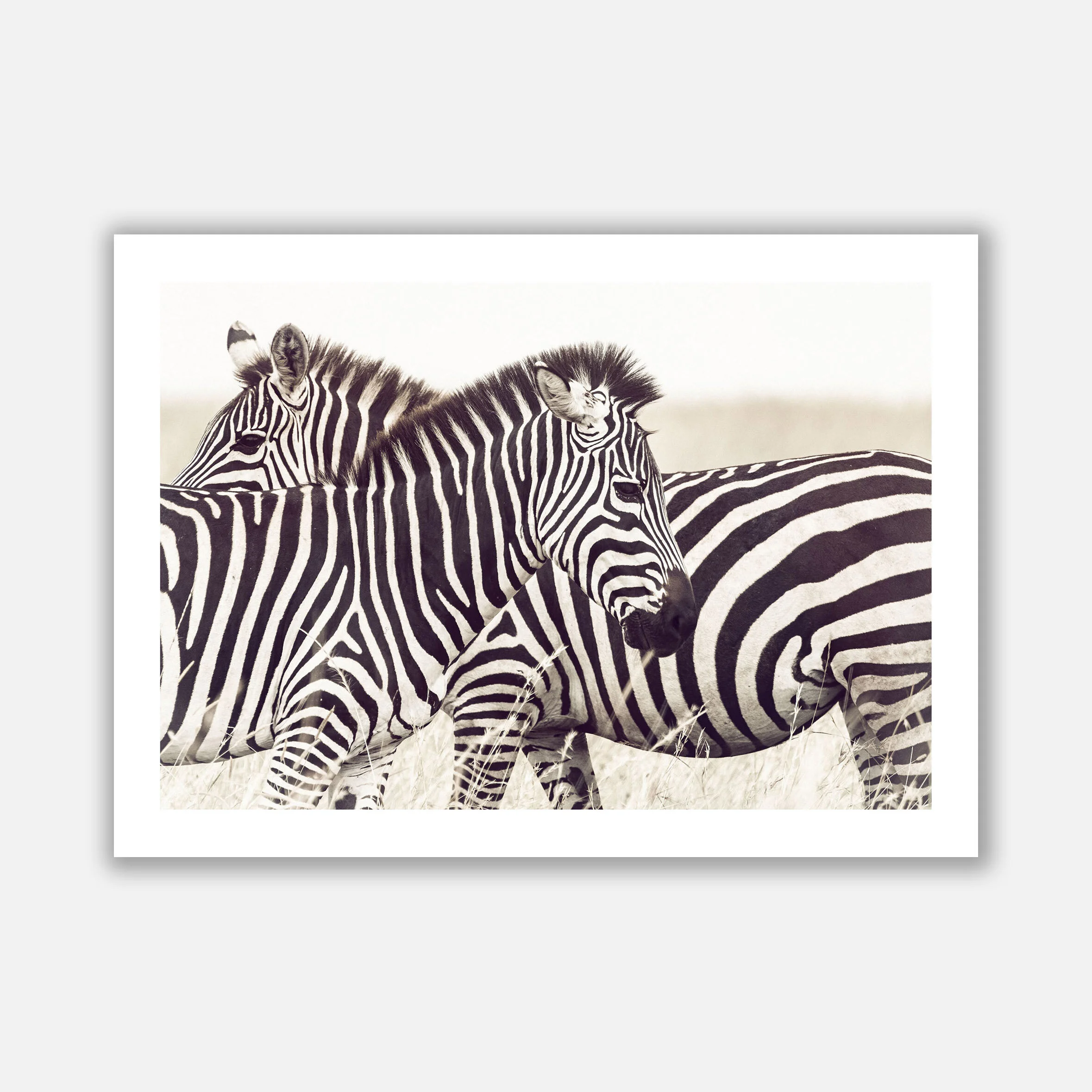SERENGETI_ZEBRA copy.jpg