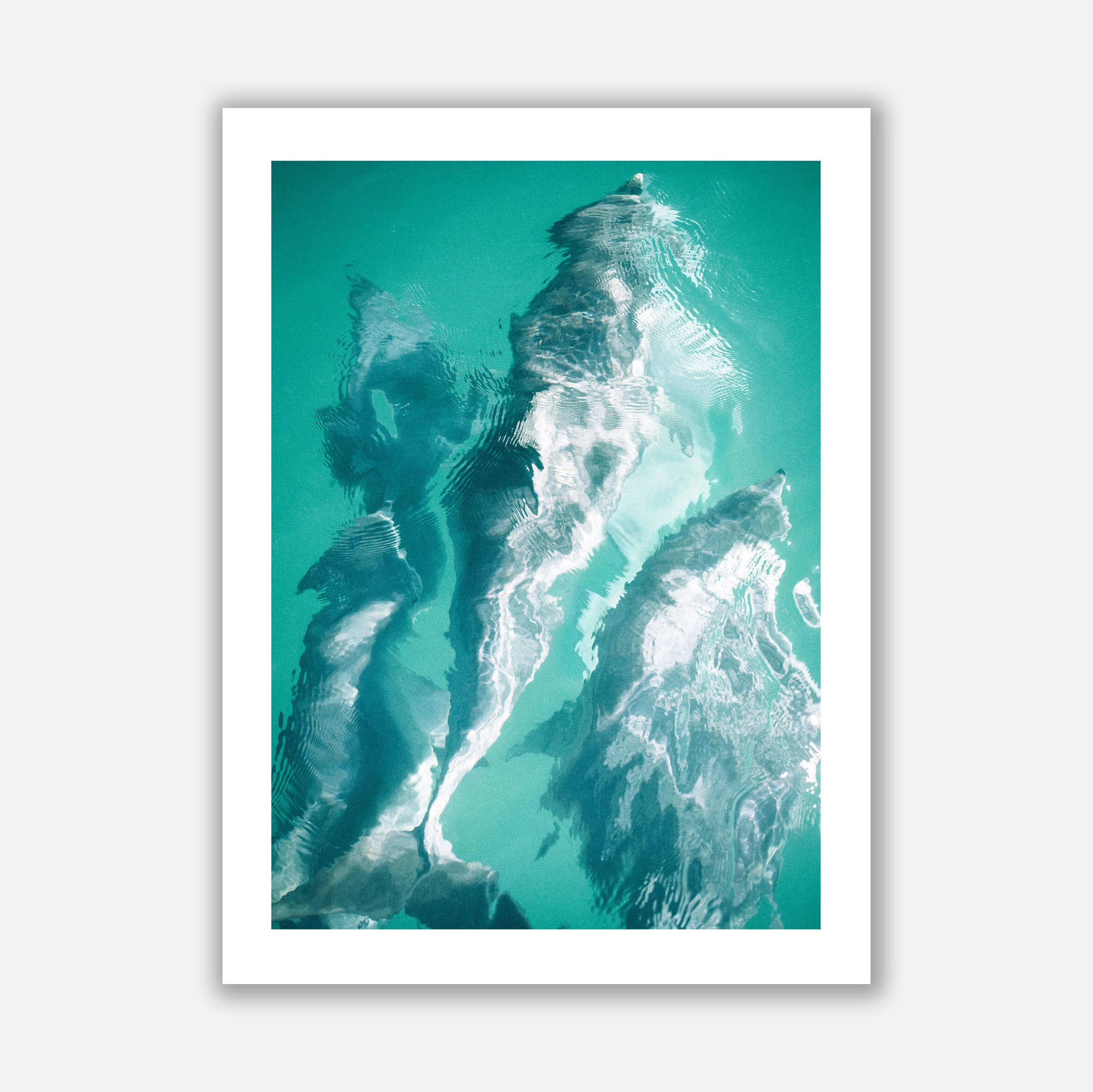 DOLPHINS copy.jpg