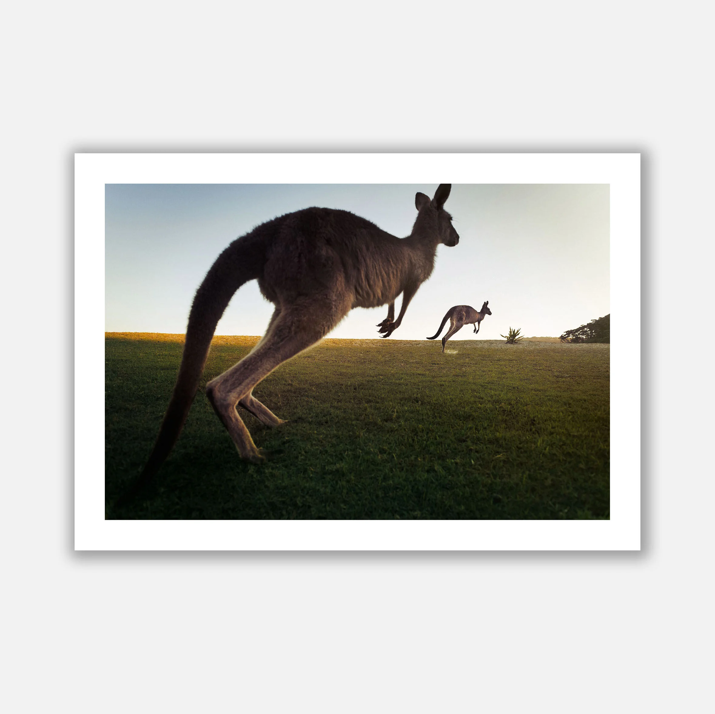 KANGAROOS copy.jpg