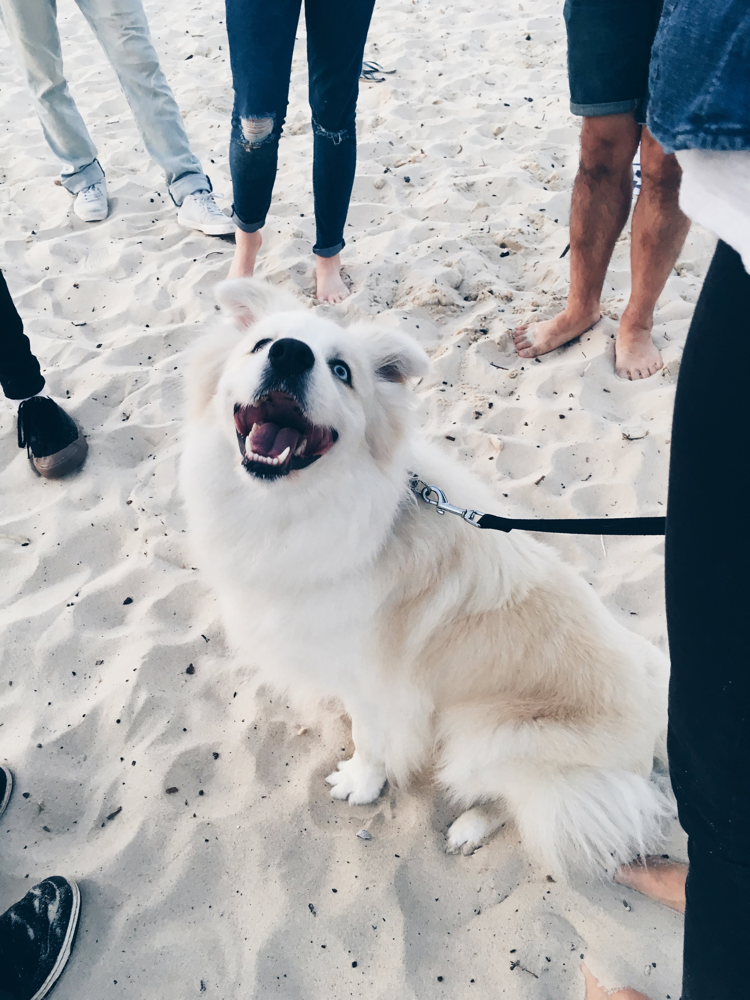 Hiring a dog model was one of the best things I've done. You can follow him on Instagram too!