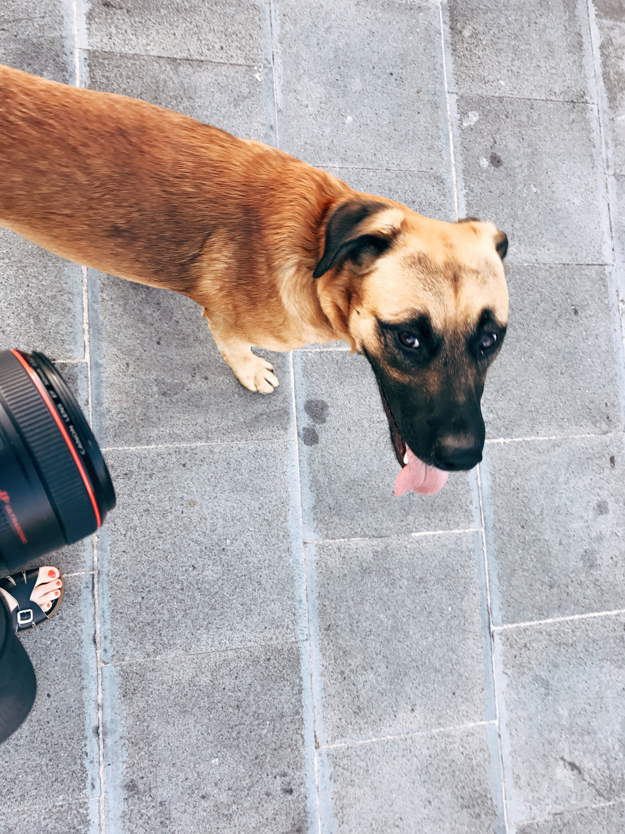Up for sunrise, I head out to explore the village - and made a new friend along the way who would not leave my side/get out of my shots...