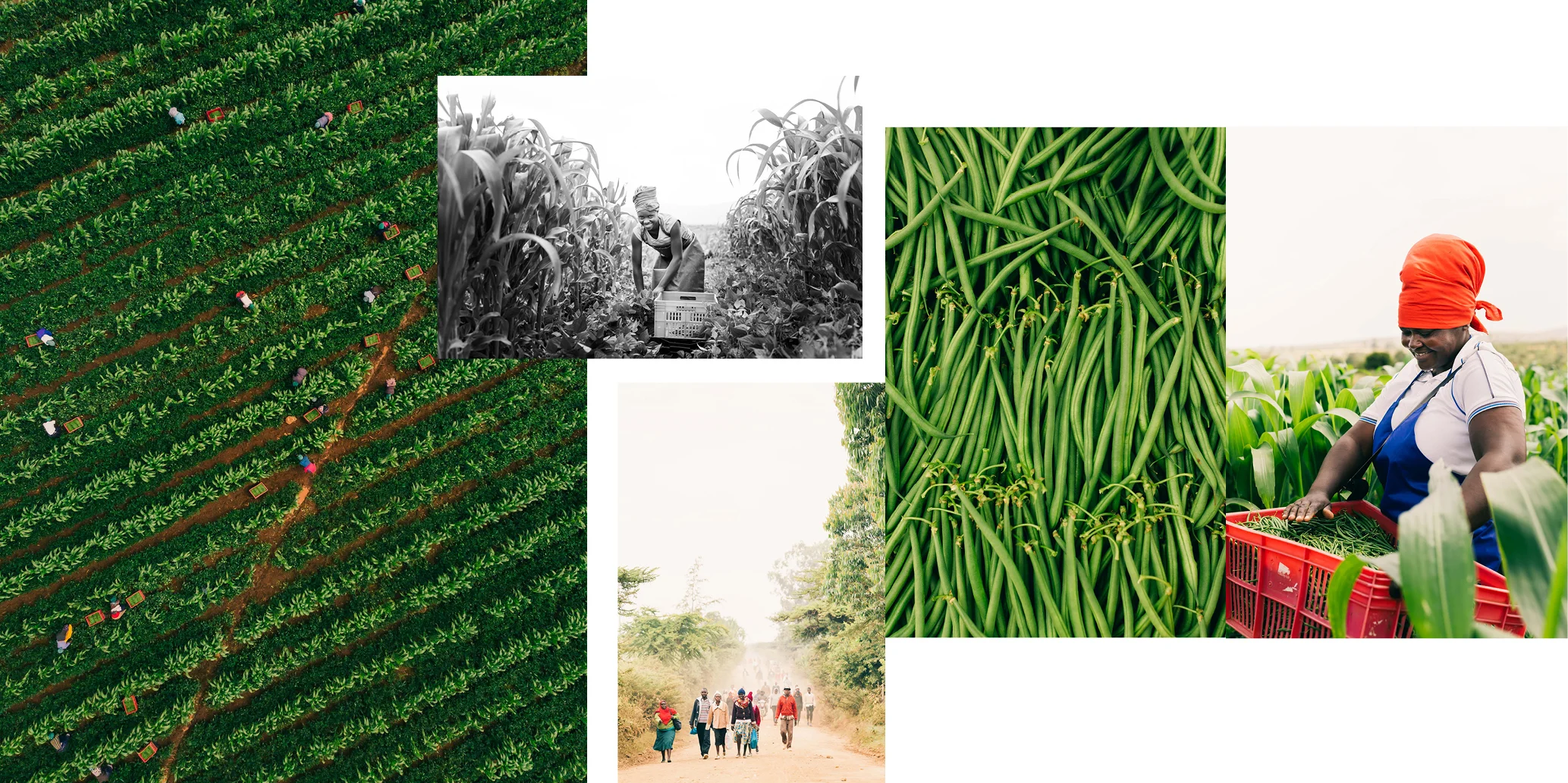 WF_Layout_6.jpg