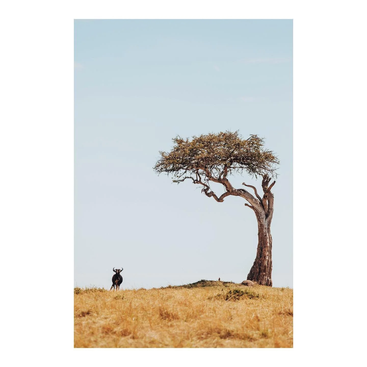 A quiet spot on the Maasai Mara during the Great Migration