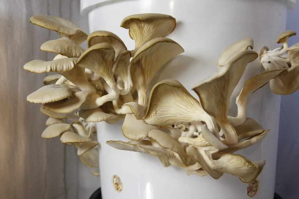 Oyster Mushroom Bucket Cultivation