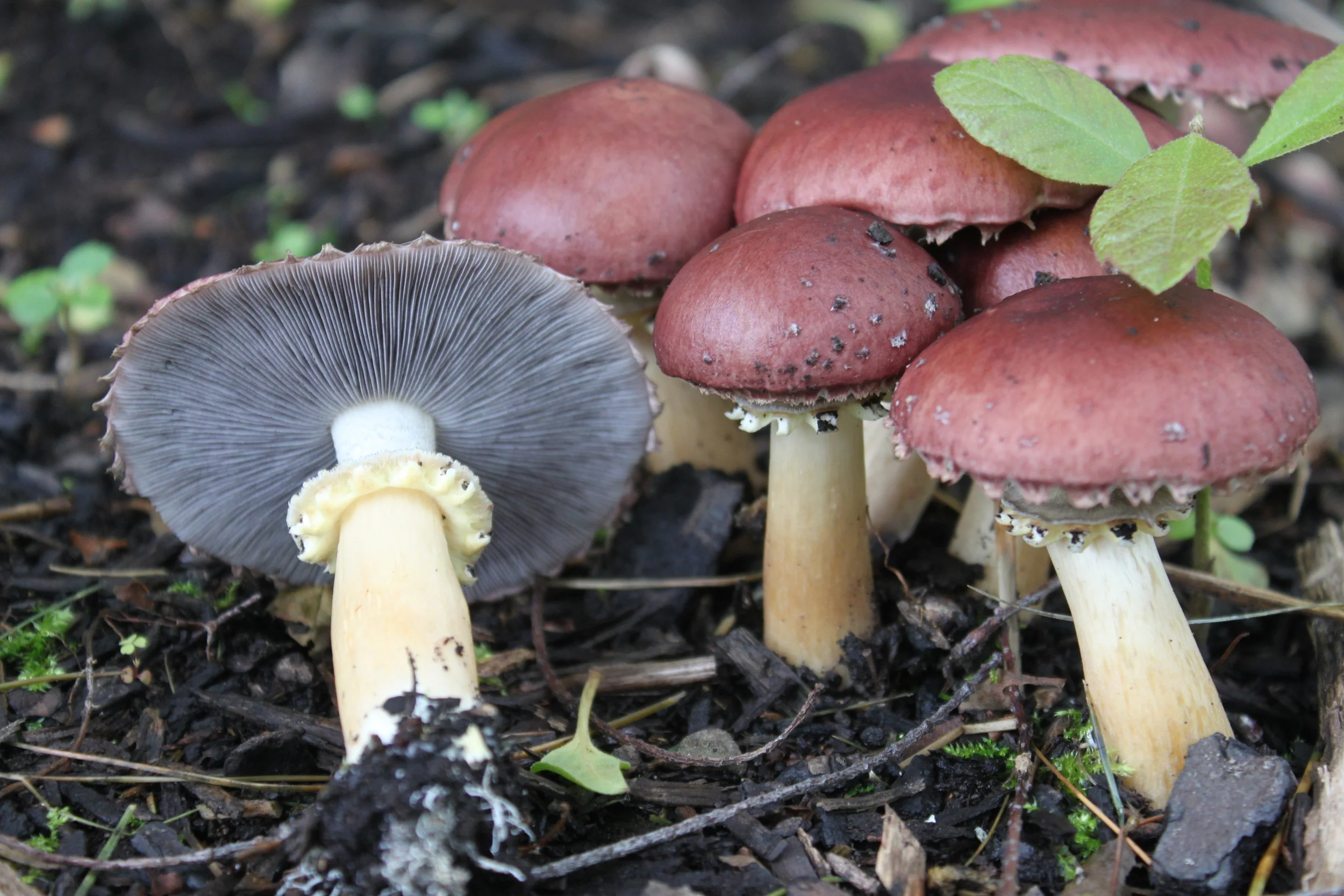 Outdoor Mushroom Cultivation