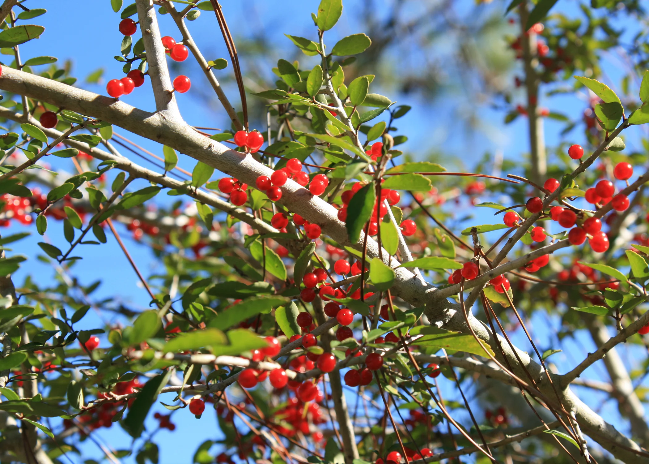 Tea Garden