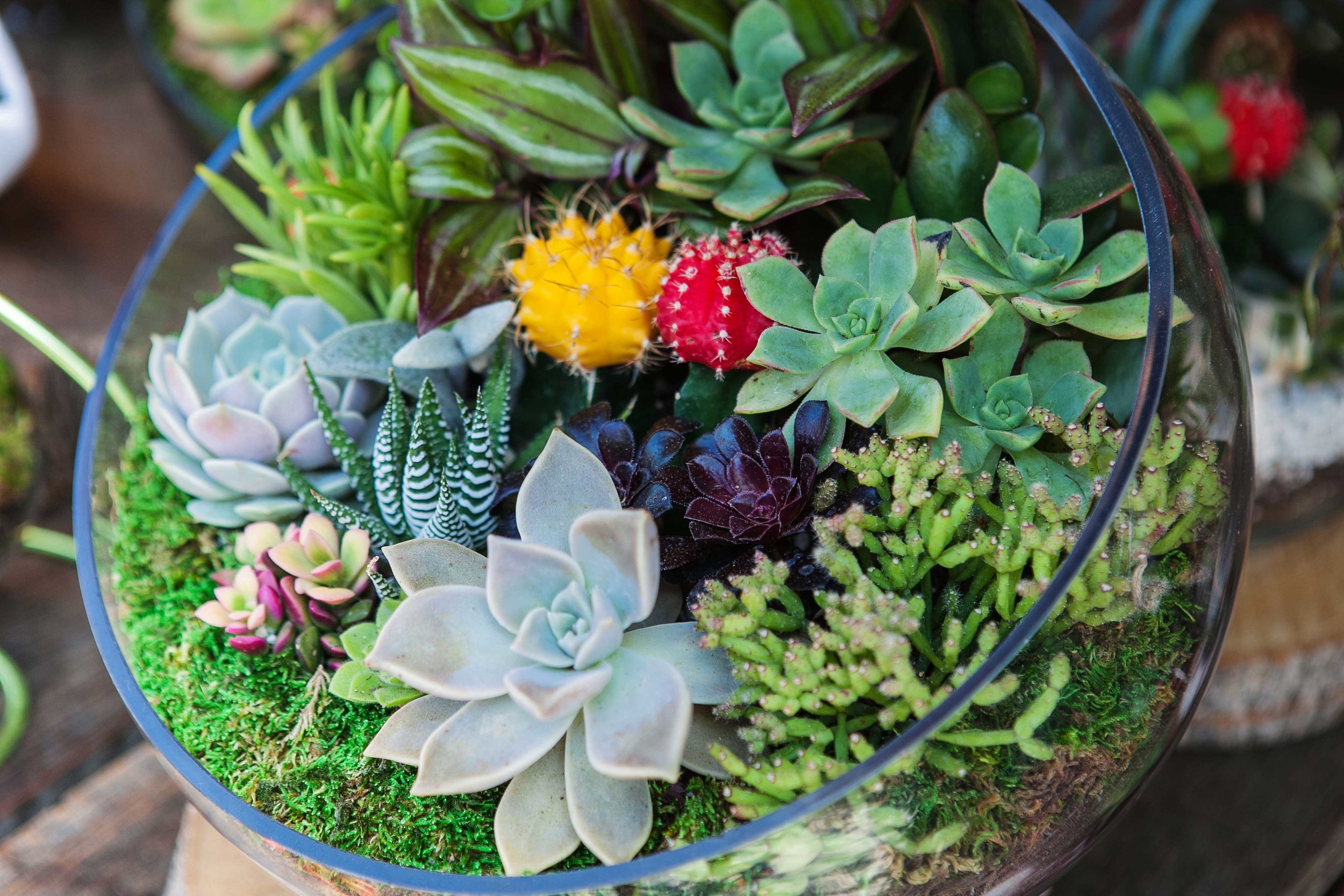 Terrariums: How to Make a Garden Under Glass