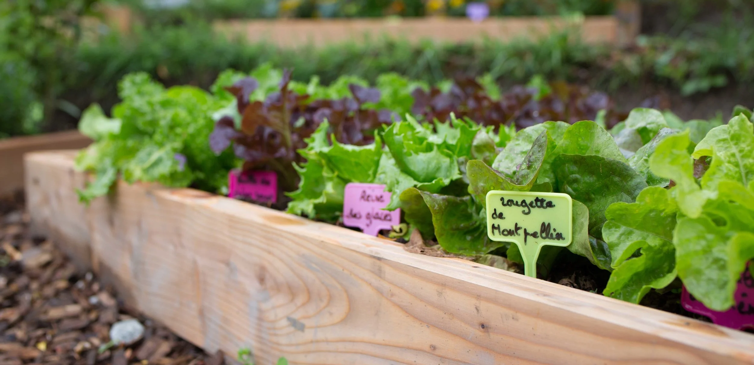 Oklahoma Vegetable Gardening 101