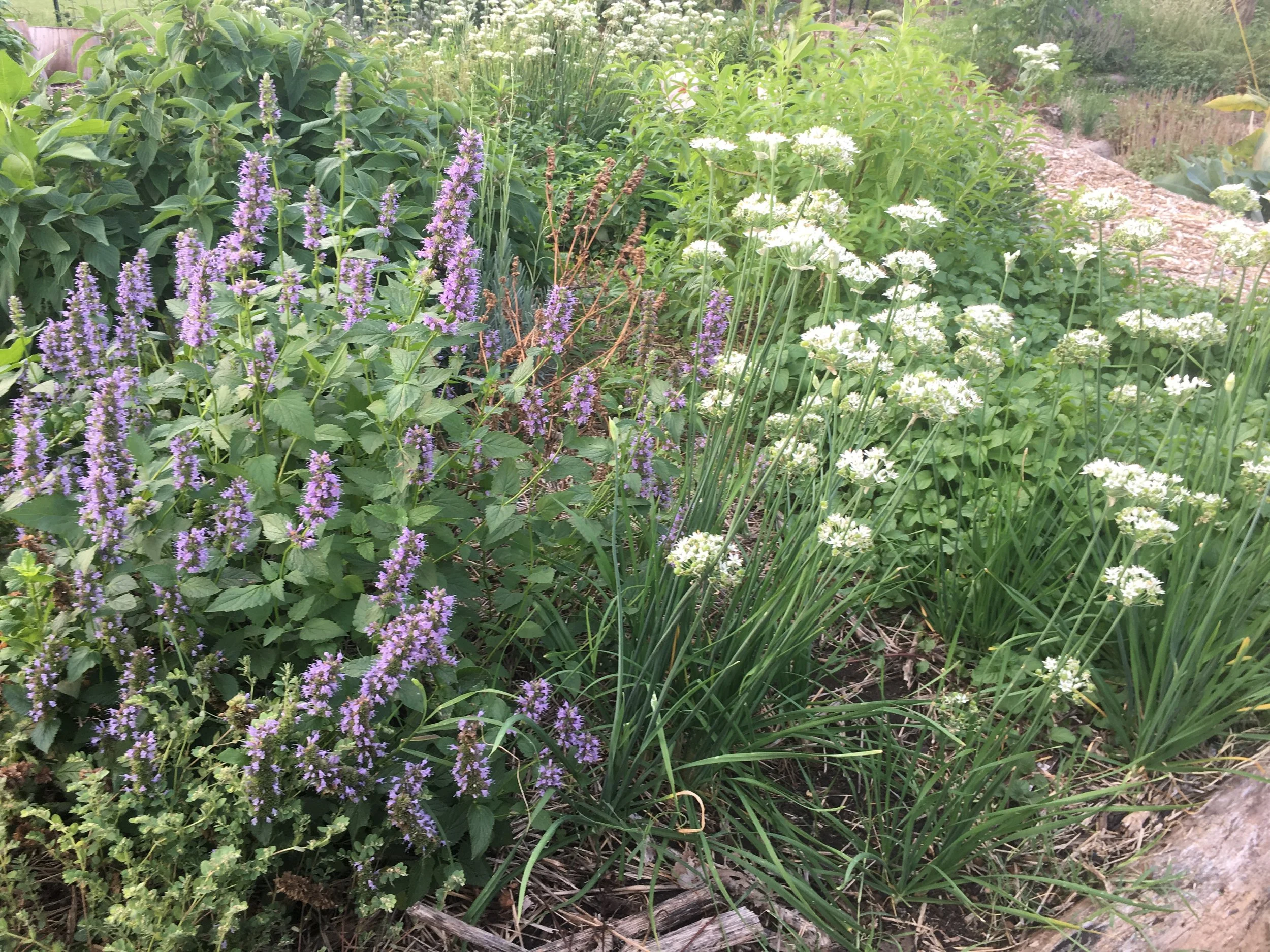 Herb Walk: Herbal Identification and Basic Healing Practices