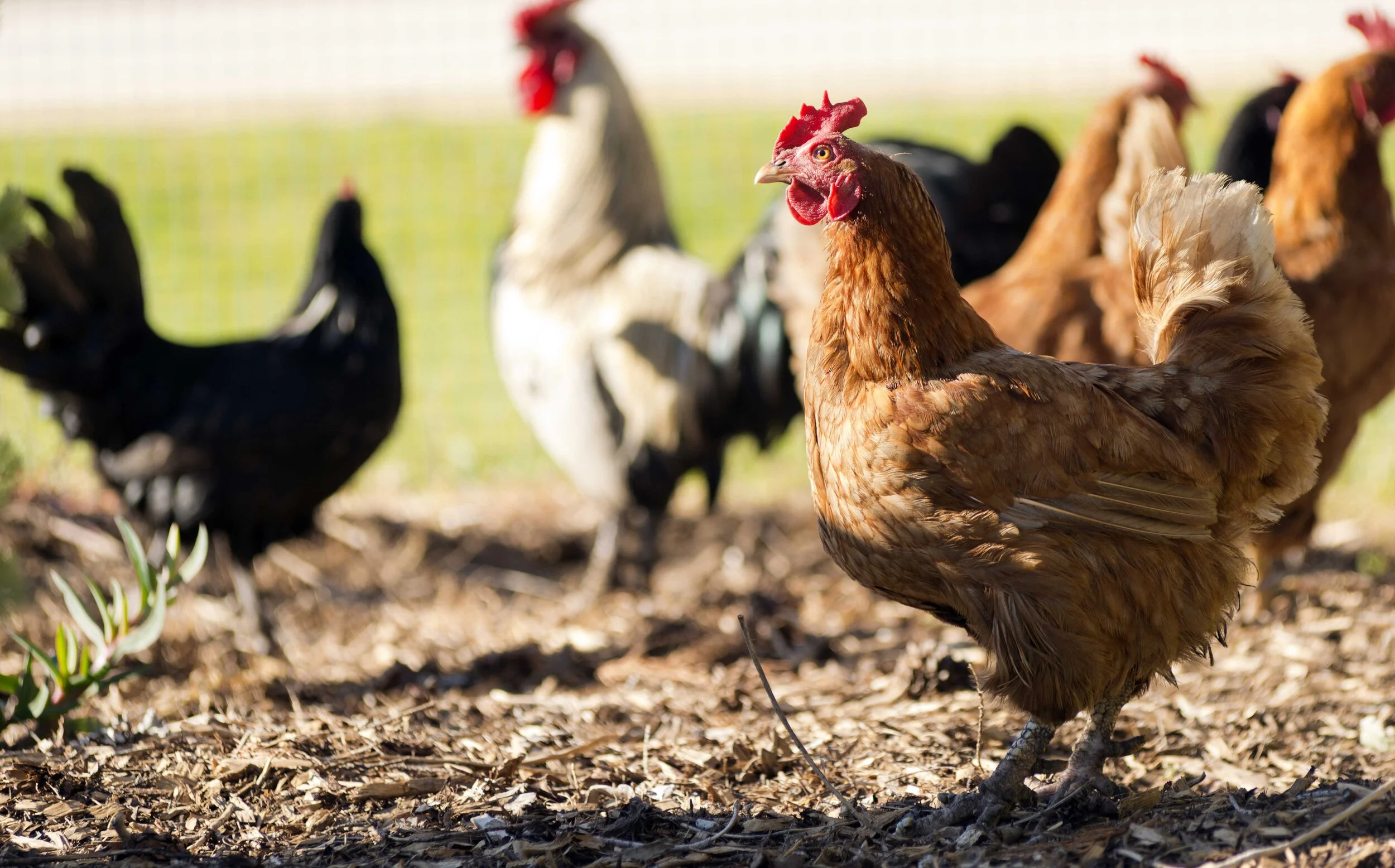 Urban Chicken Basics