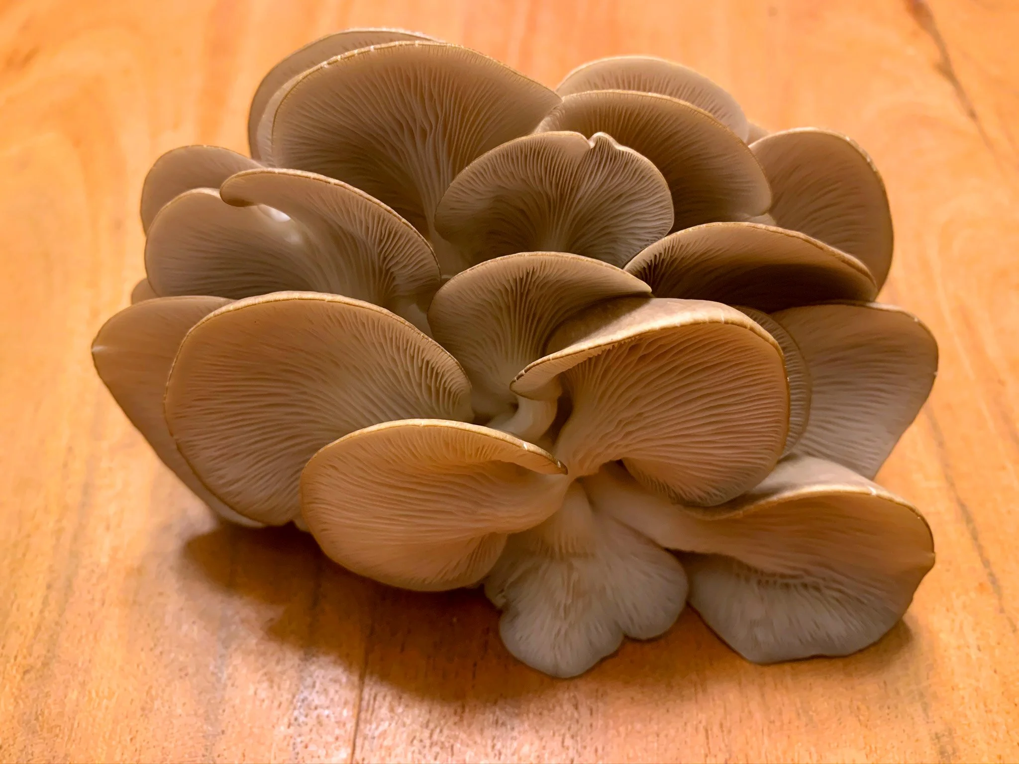 Oyster Mushroom Cultivation