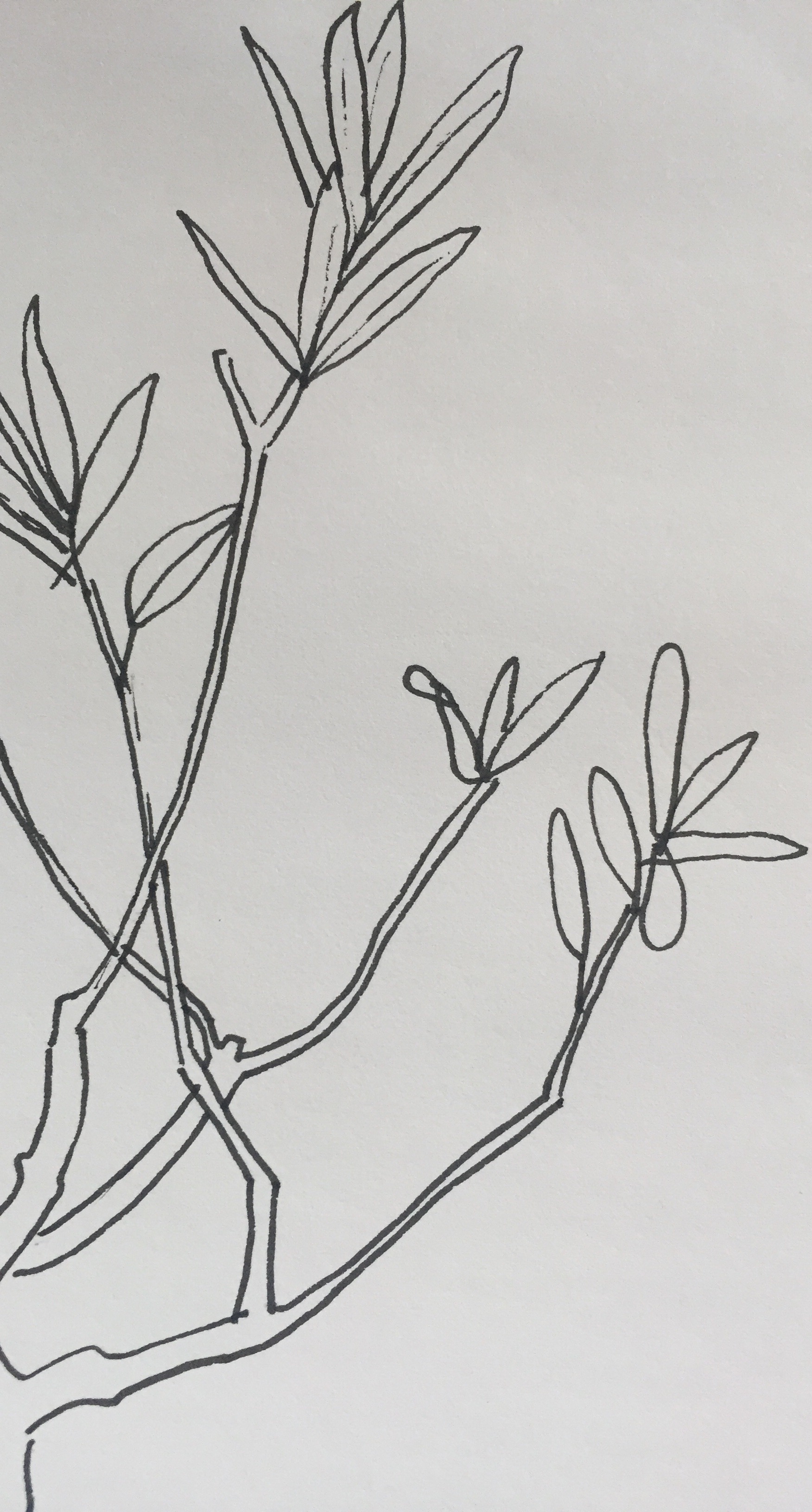 part of olive tree