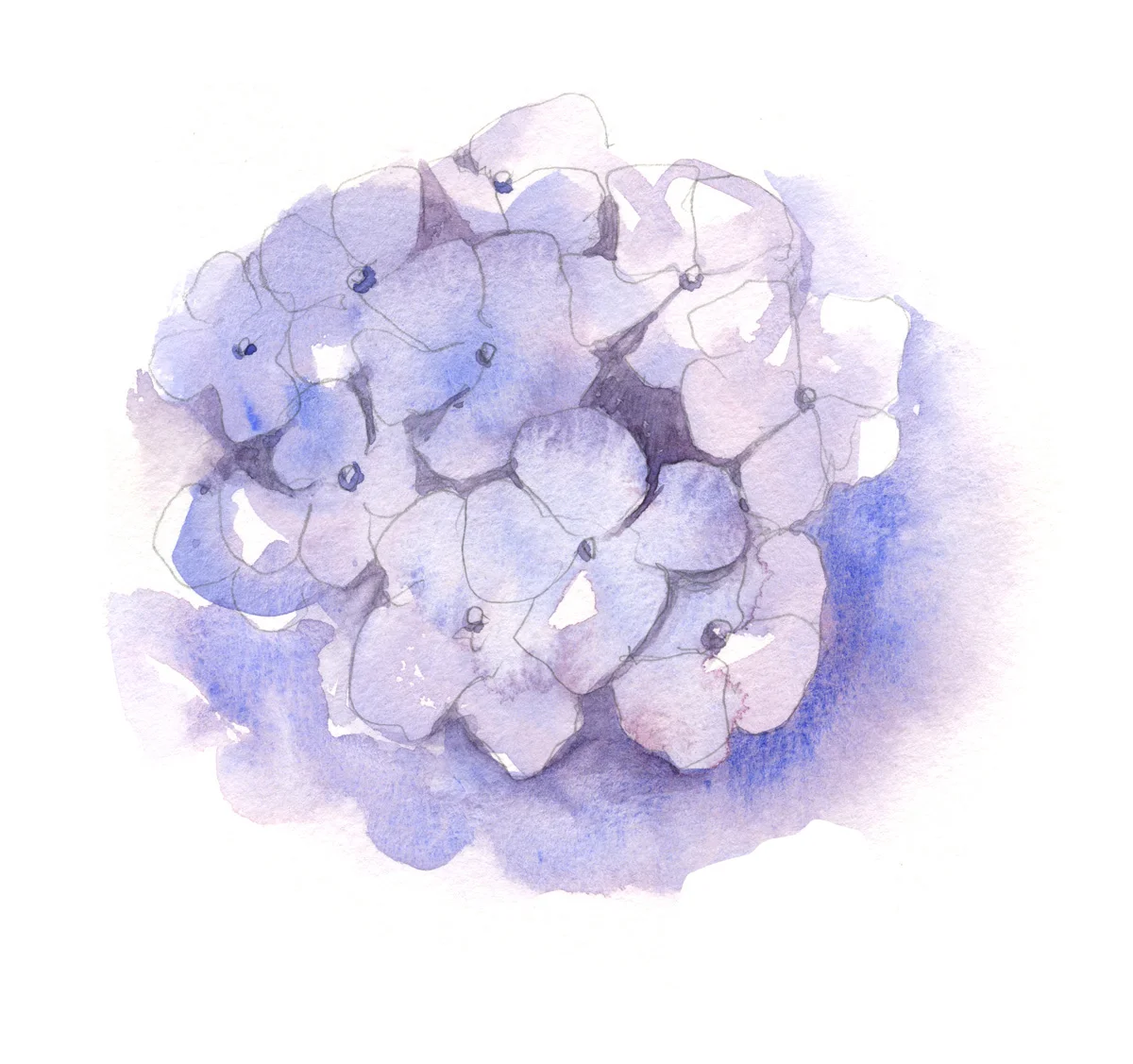 hydrangea+1.jpg