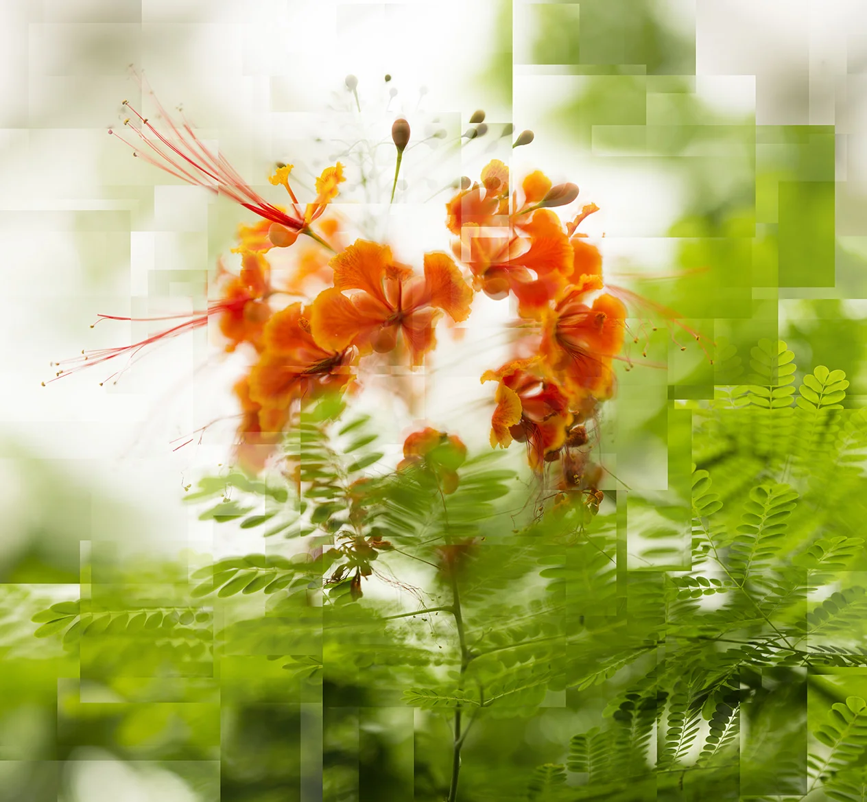 EXPO-Cwerveling107x99.jpg