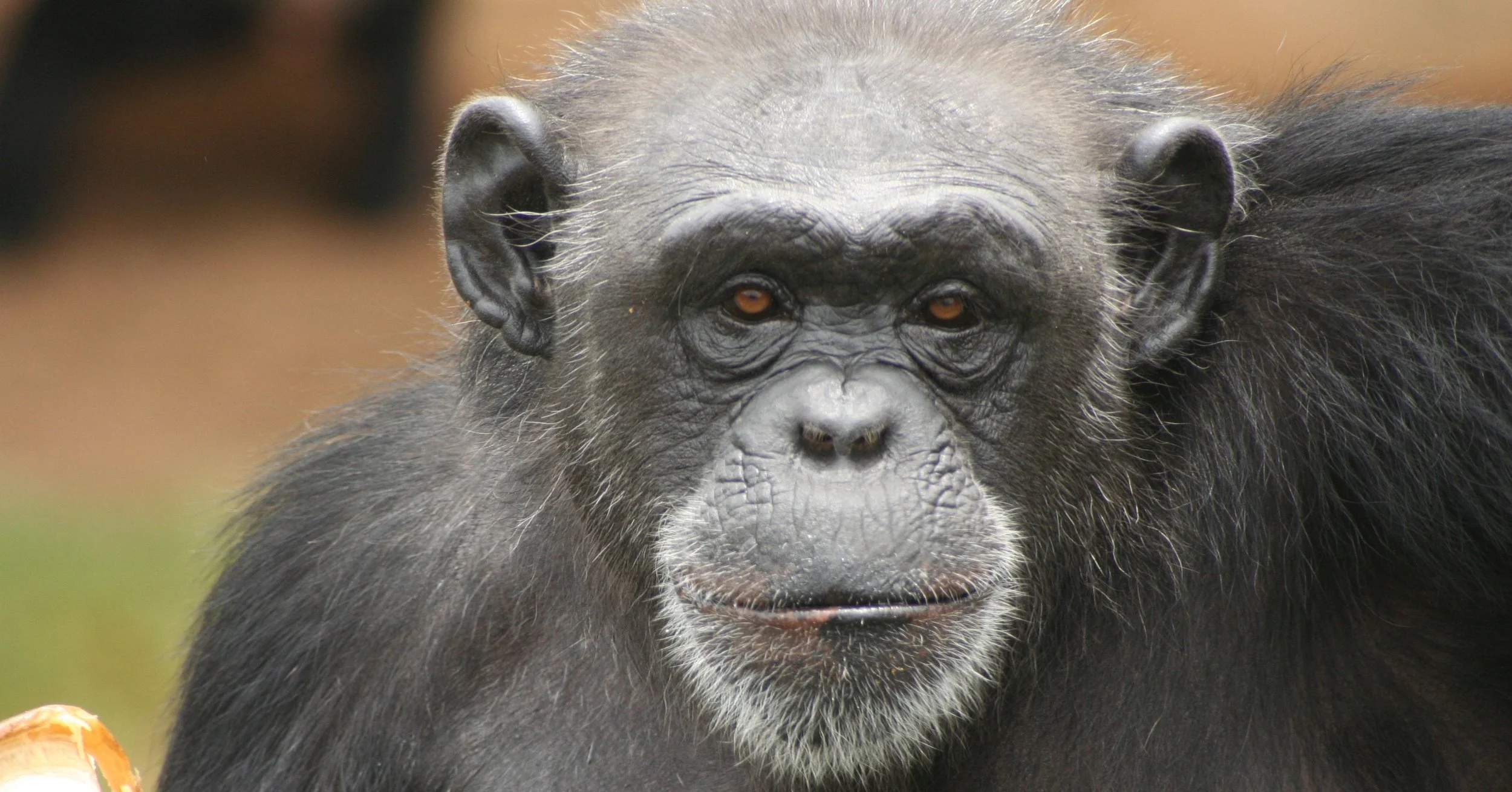 Tinker closeup2.jpg