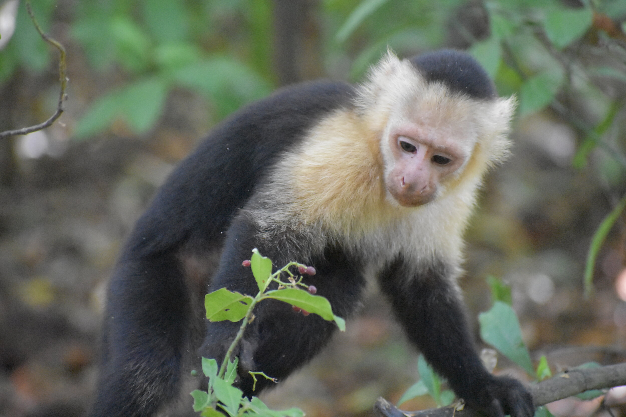 Tufted Capuchin Monkeys - Language Research Center