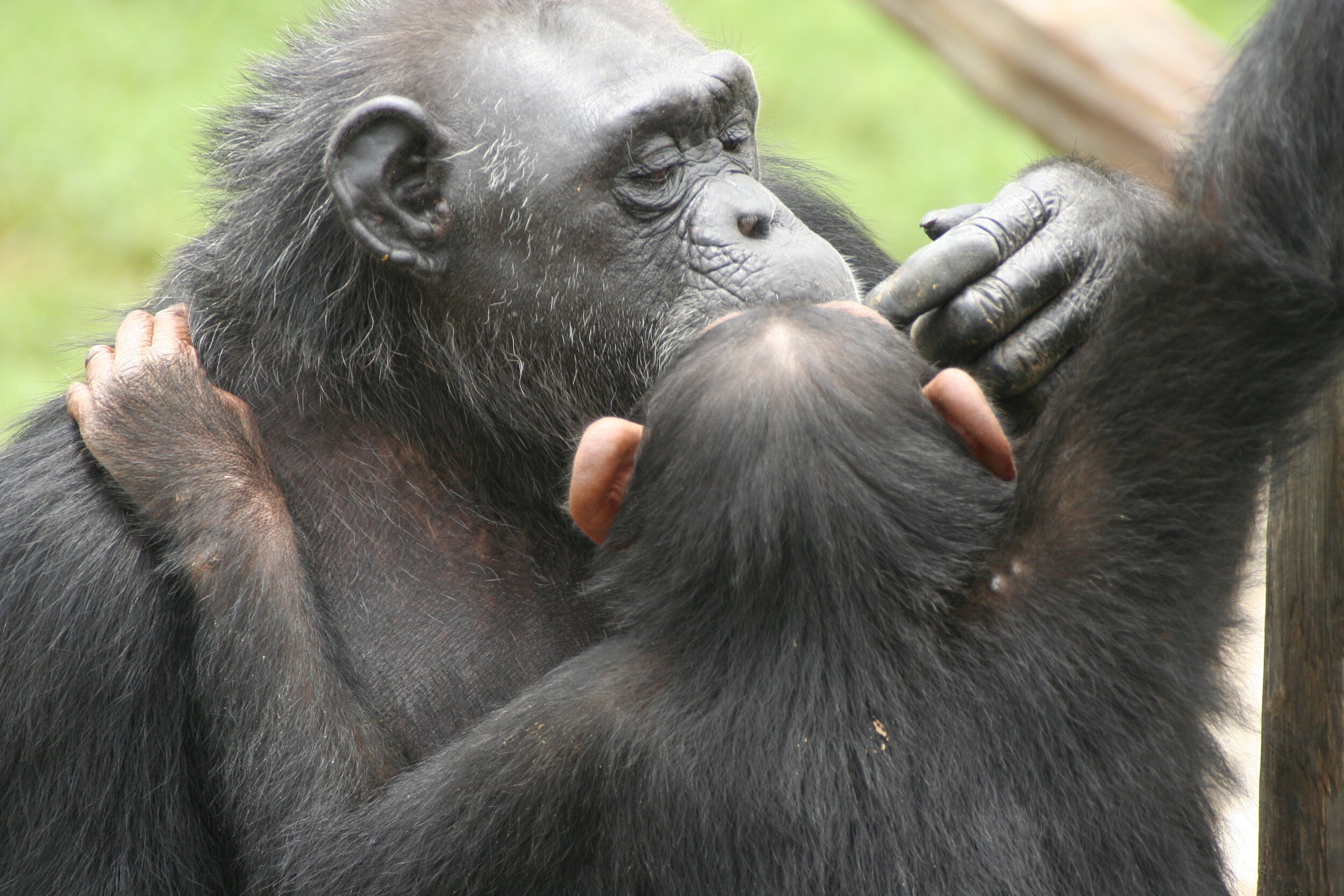 Brosnan - begging chimpanzees.JPG