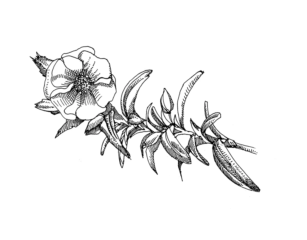 Cistus monspeliensis - Copy - Copy - Copy.jpg