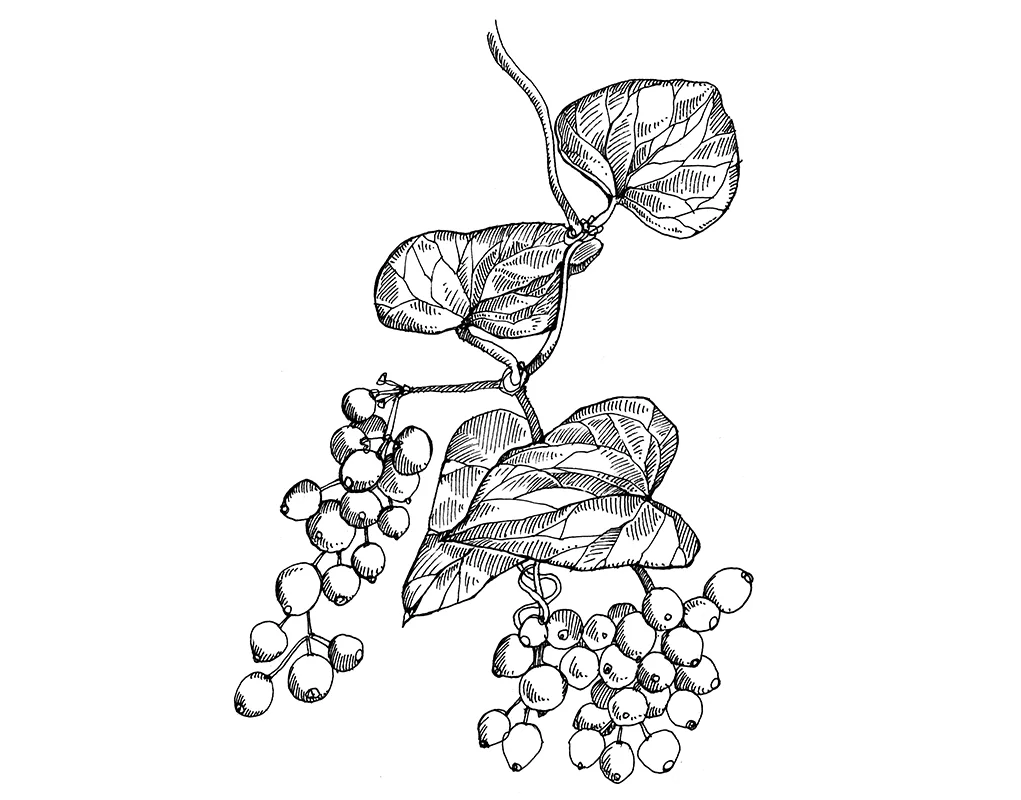 Smilax aspera.jpg