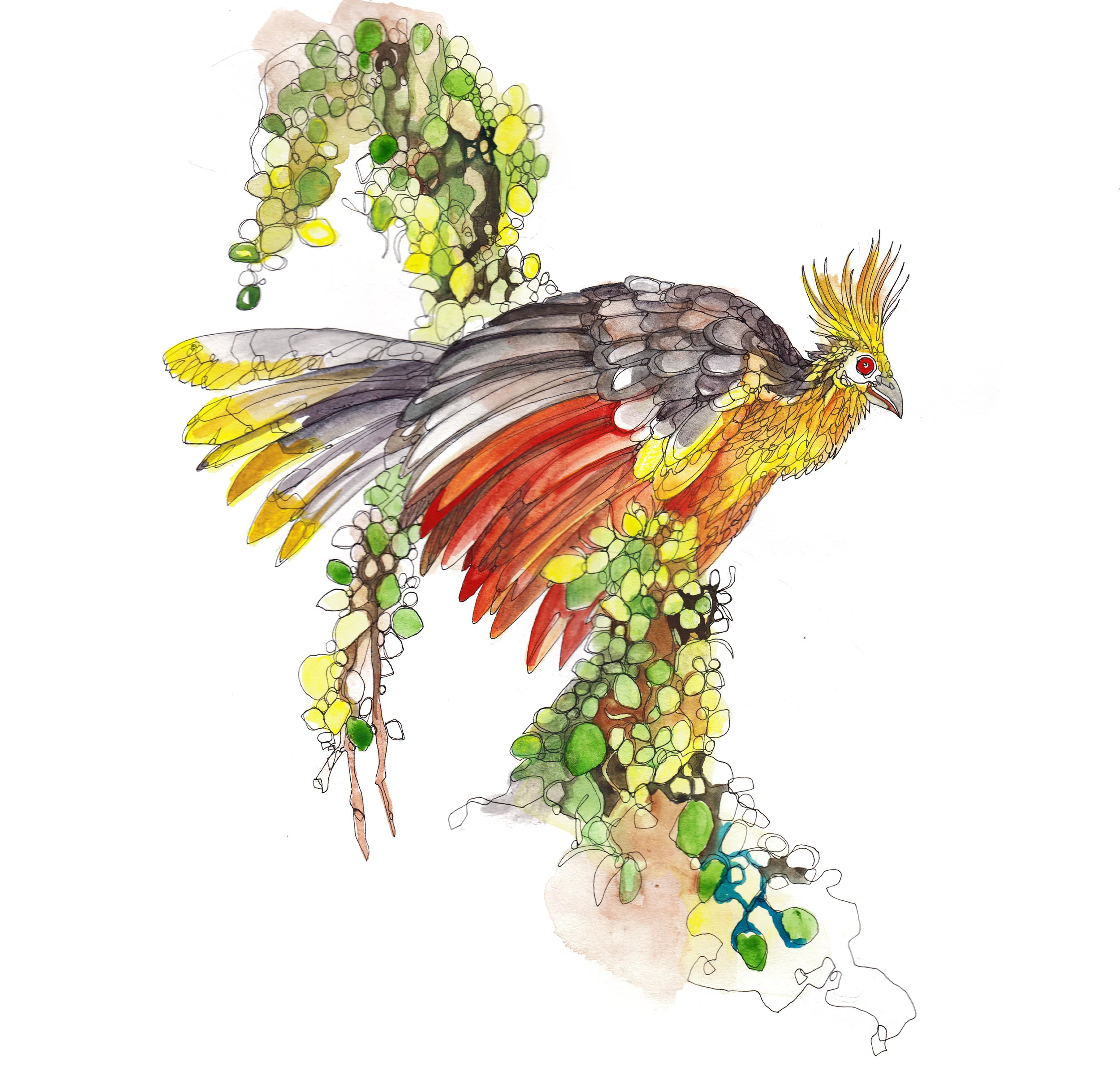 hoatzin.jpg