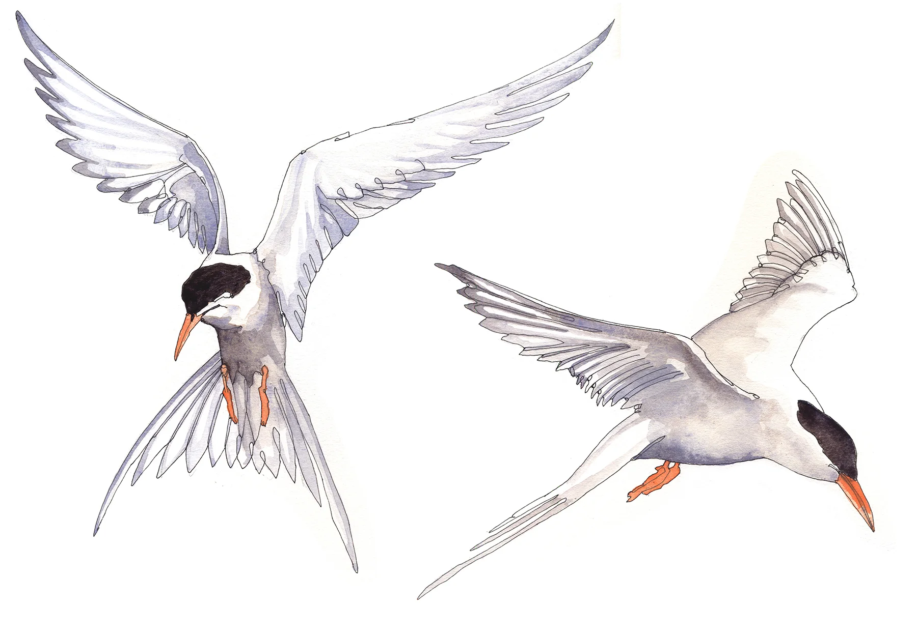 arctic tern 2.jpg