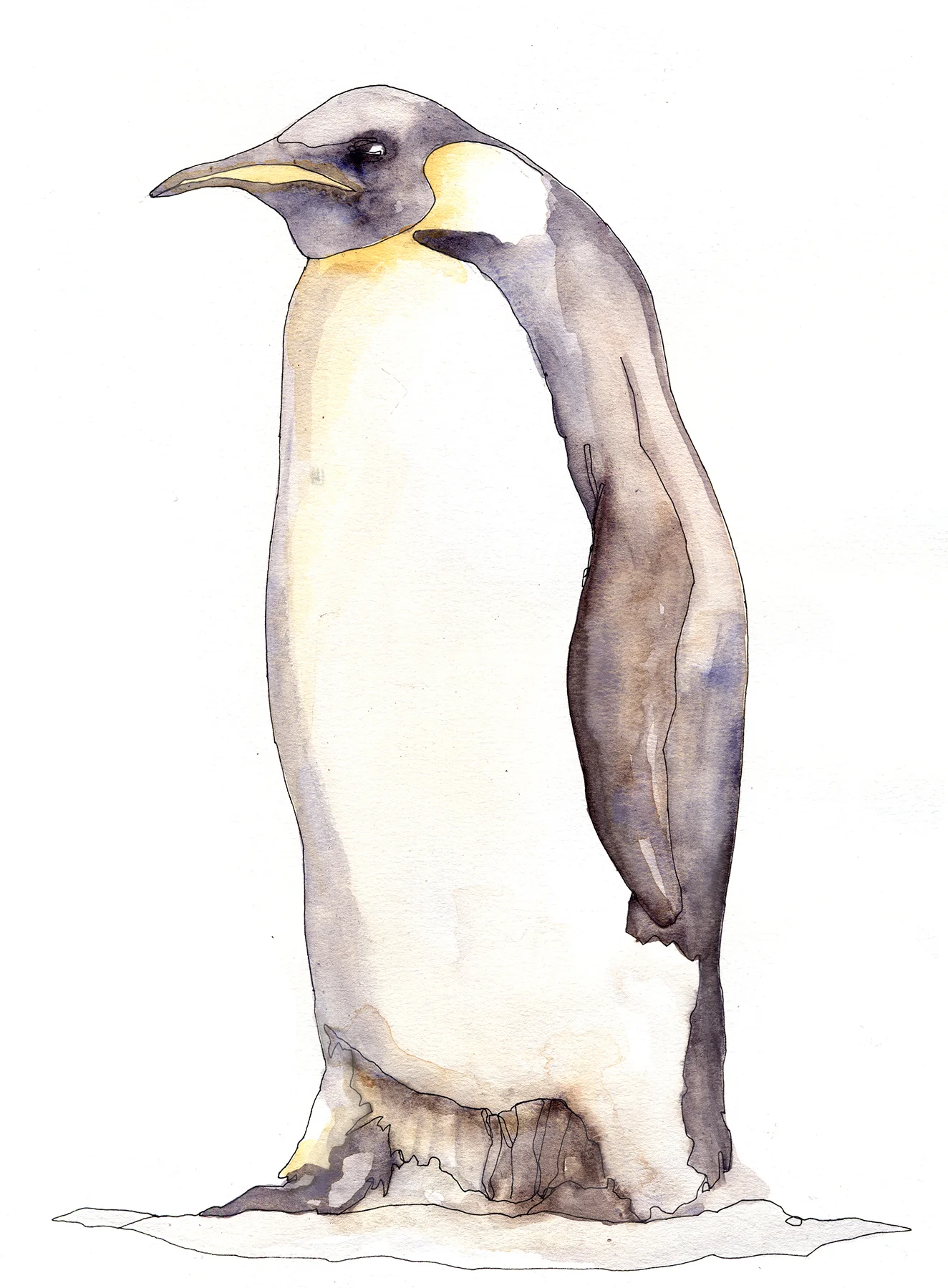 emperor penguin 2.jpg