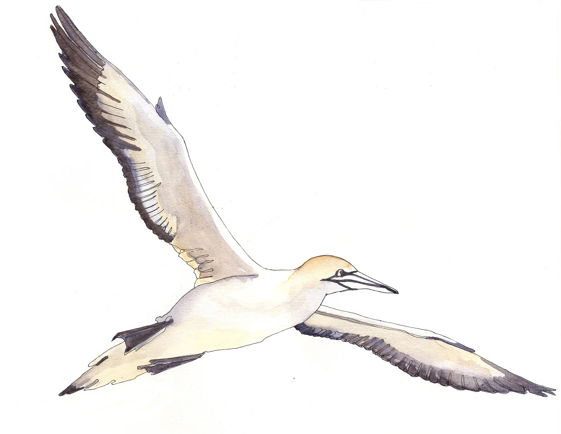 gannet 2.jpg
