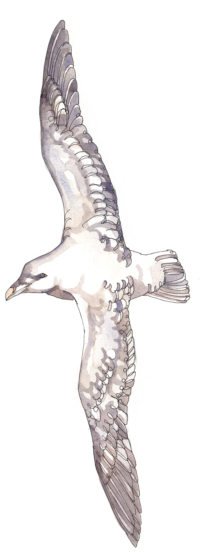 northern fulmar 2.jpg