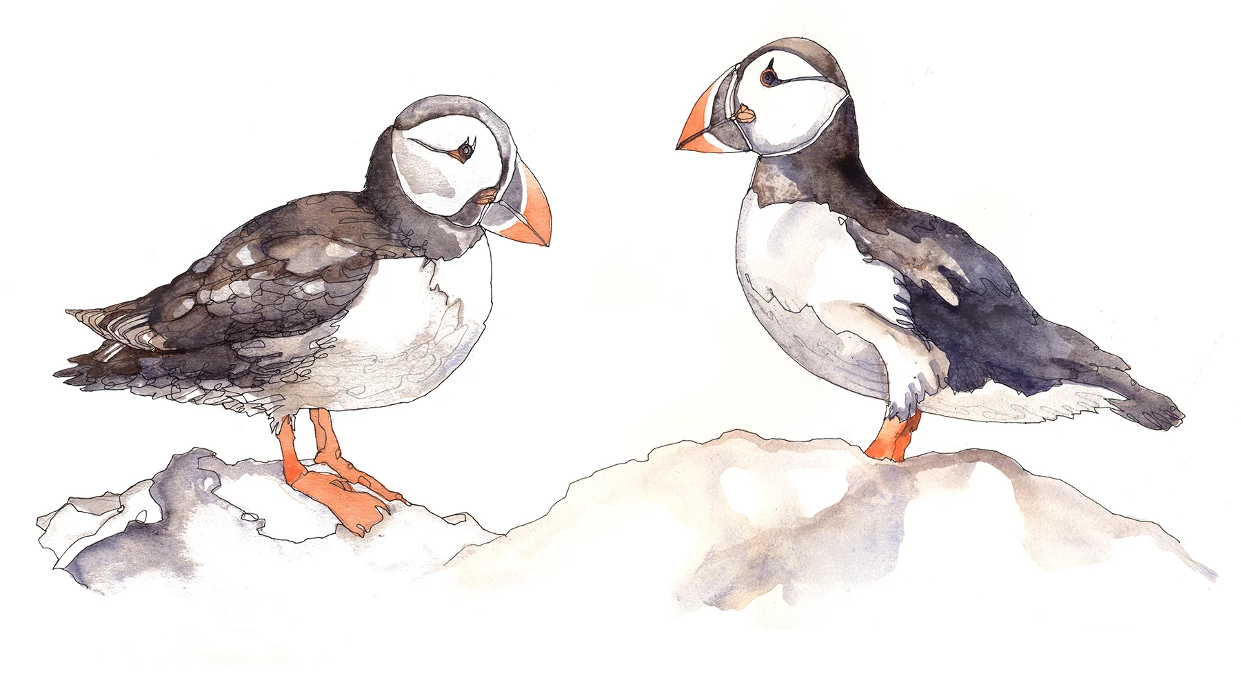 puffin 2.jpg