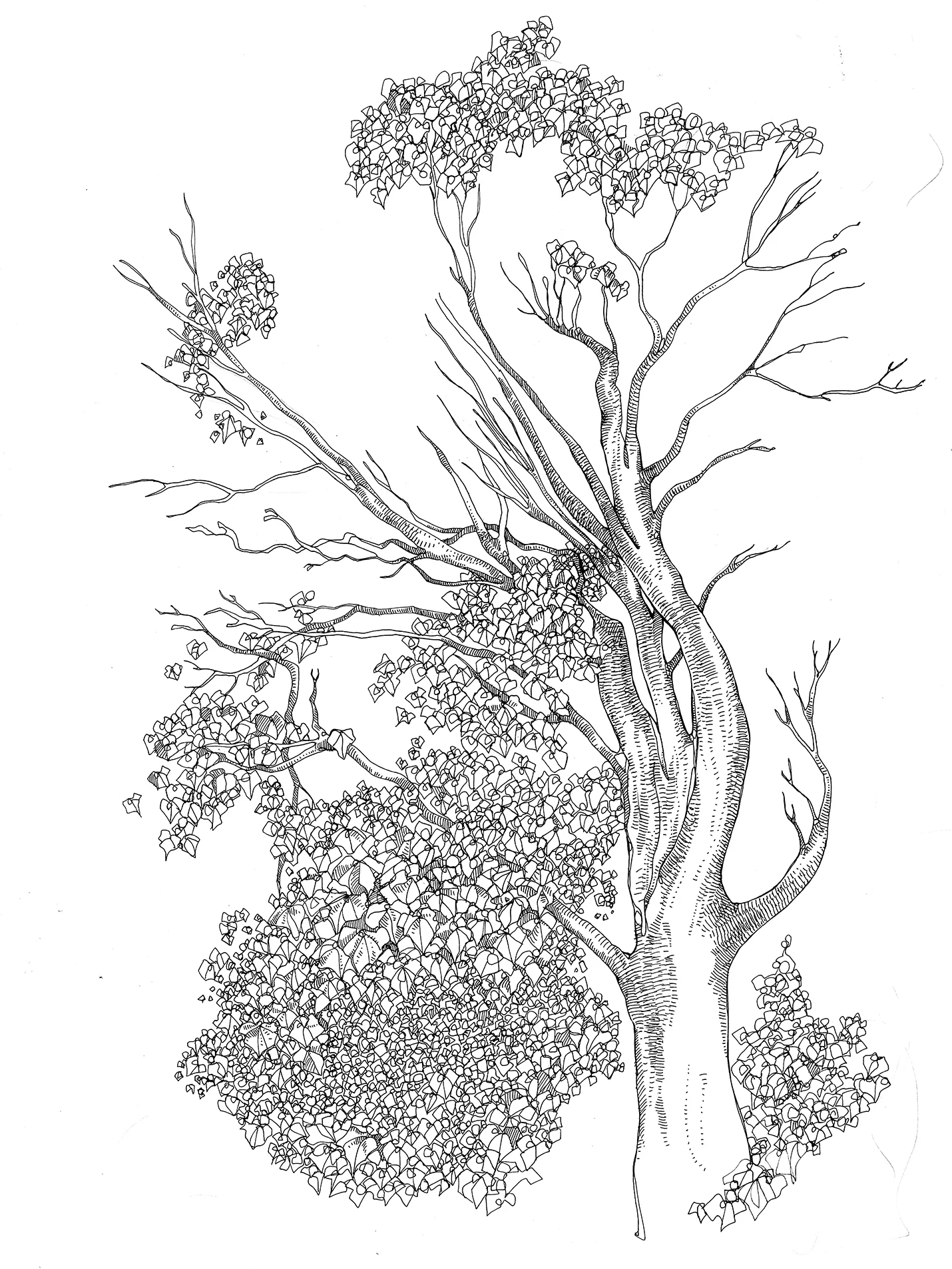 tree 4.jpg