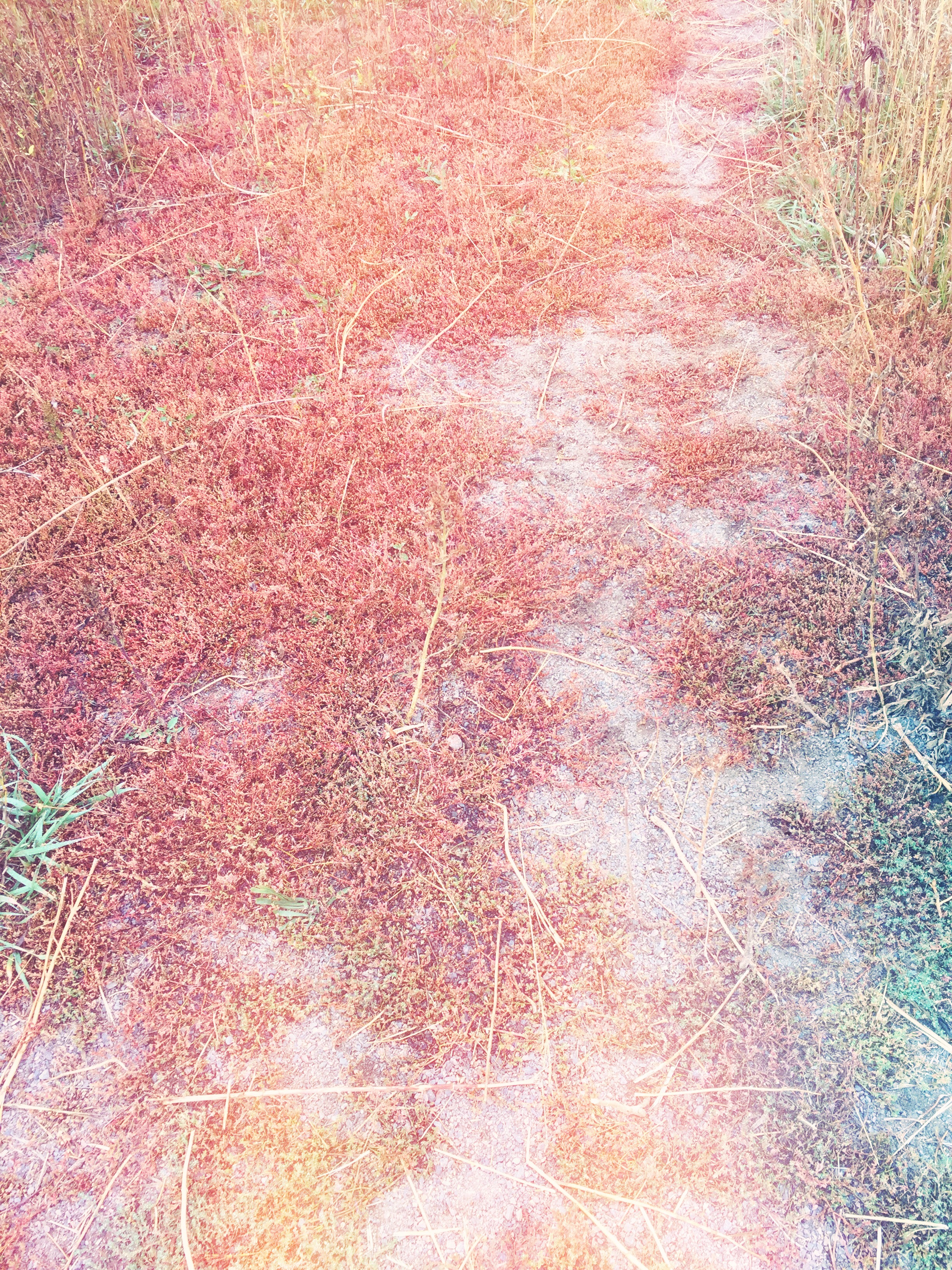 #5, fts tentatively named Color Floor, Carin Huebner, 2016.