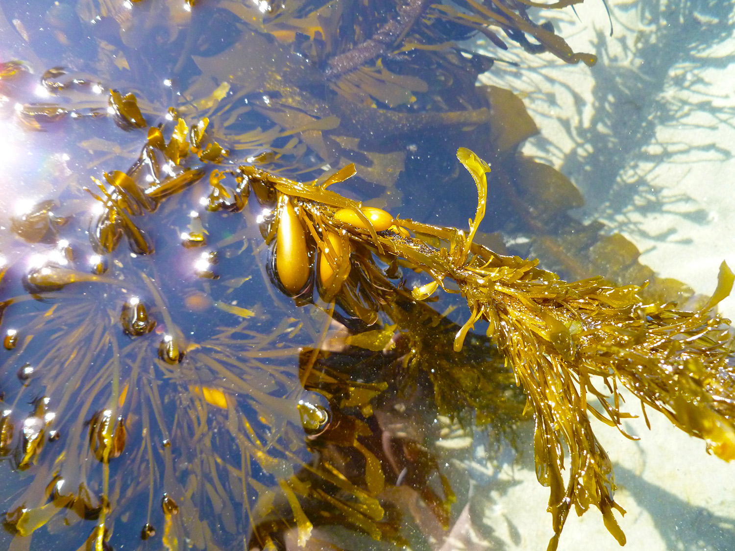 dakinitidalwilds-seaweed-tour-05.jpg