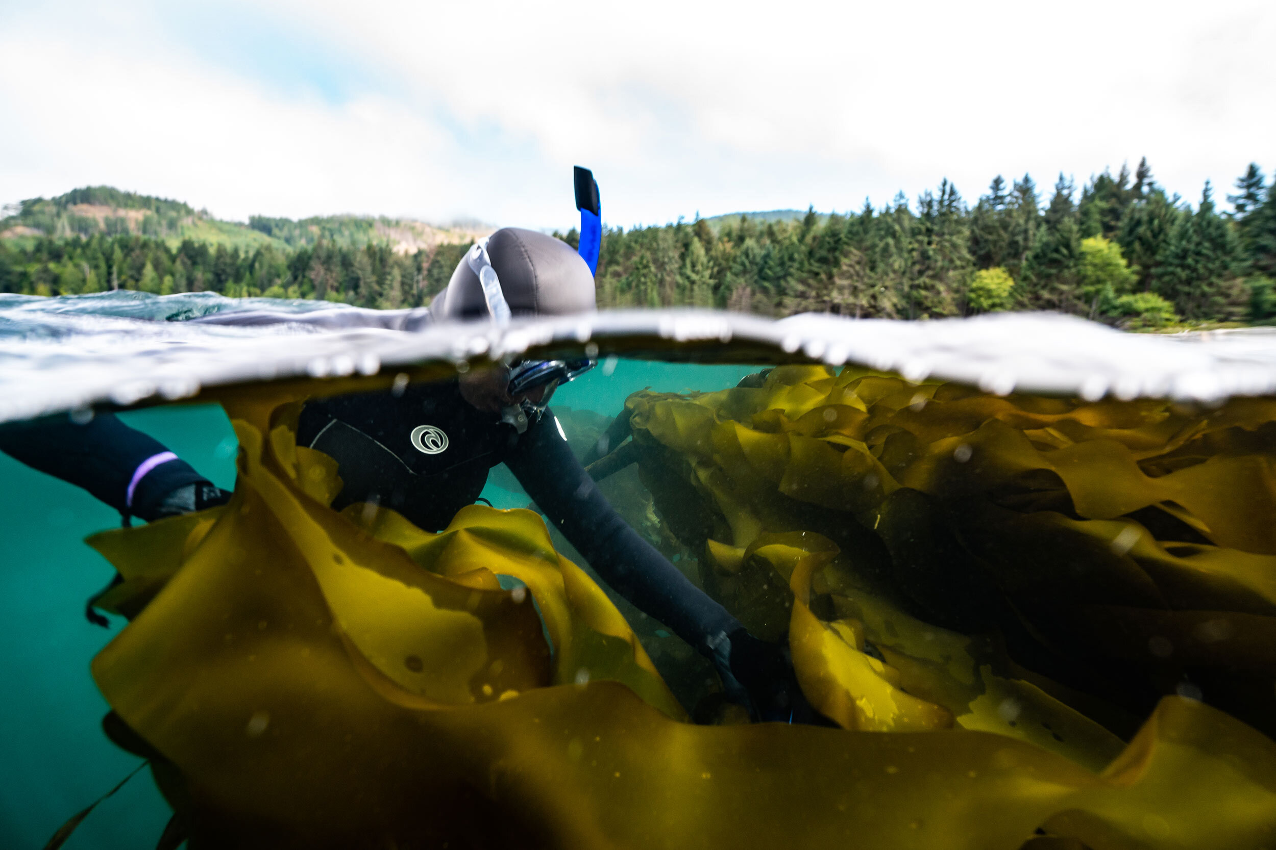  Wild-crafted Seaweed from the Pacific Northwest 