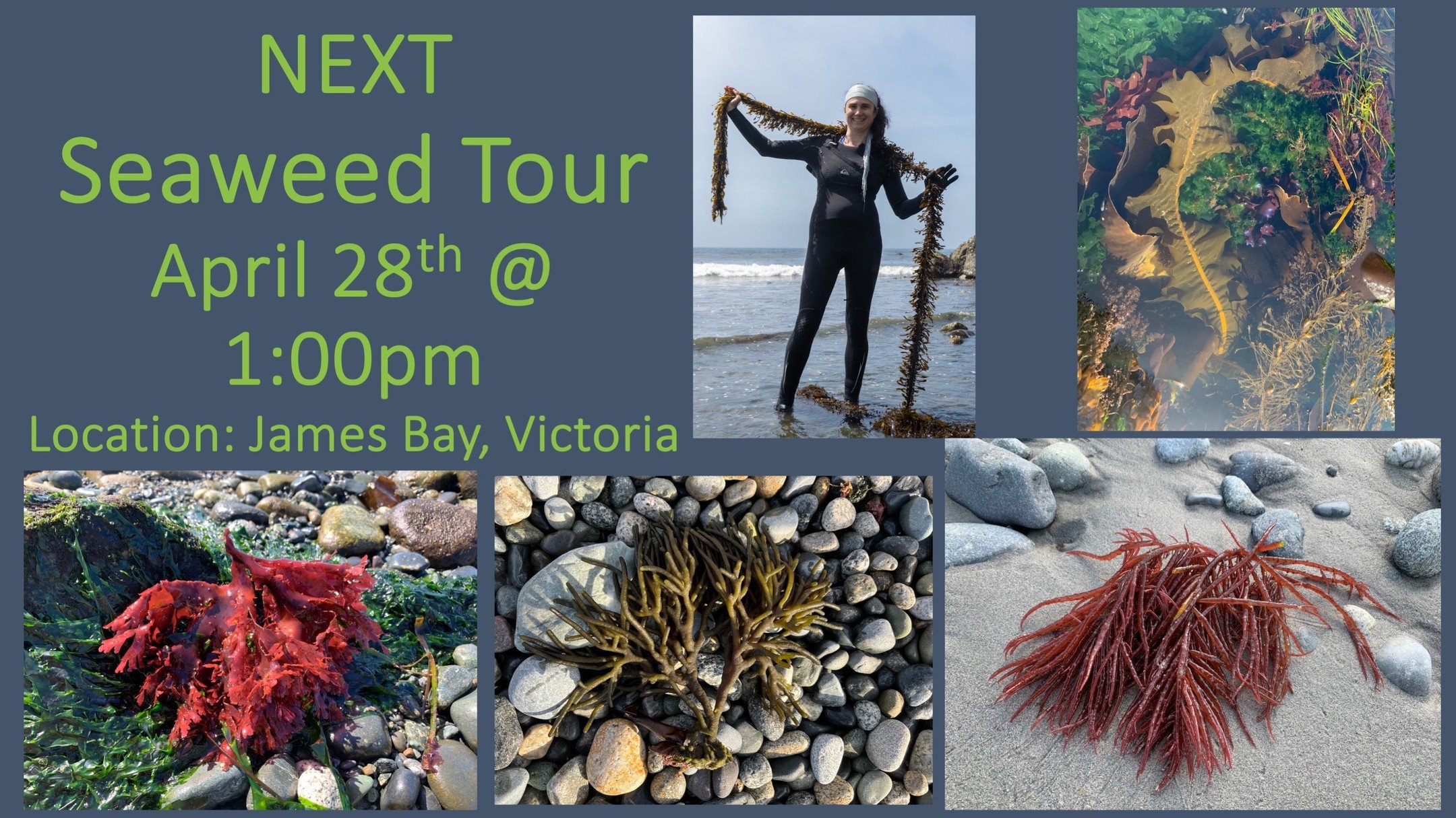Reds, greens, browns! It's spring and the seaweeds are back! If you are interested in learning about some of the estimated 650 species we have here in the Pacific Northwest, please join me on Sunday April 28th in Victoria. Learn which seaweeds are ed