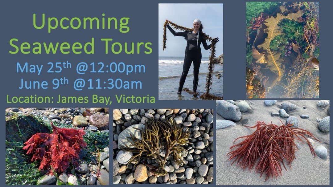 The tides are getting super low these day revealing all kinds of amazing seaweeds! Come join me at the beach 🌊. There are a few spots left for the Seaweed Tour this Saturday and the next Seaweed Tour is Sunday June 9th.
#seaweed #kelp #seaweededucat