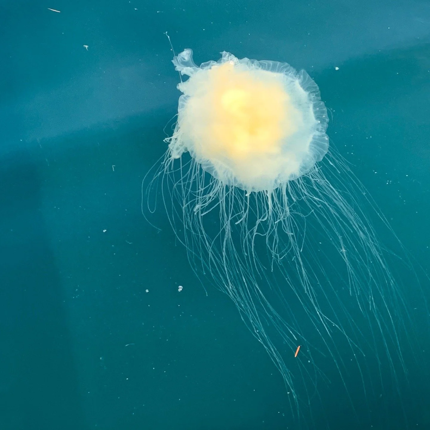 So many fried egg jellyfish, Phacellophora camtschatica, these days. The way all their different parts move simultaneously is mesmerizing&hellip;an underwater meditation. They pulsate to some other worldly rhythm. 

🪼💛🪼💛🪼💛🪼💛🪼💛🪼💛🪼💛