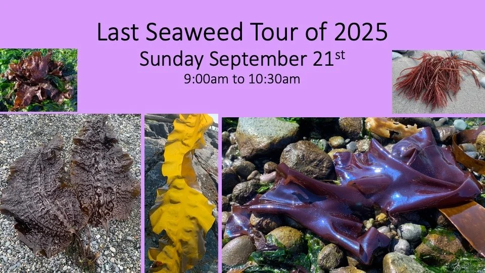 Last Seaweed Tour of 2025!

Do you want to spend low tide down at the beach learning about some of the 650 species of seaweed we have? Marvelling in the astounding array of shapes, colours and sizes of our local seaweeds? Tasting a variety of edible 