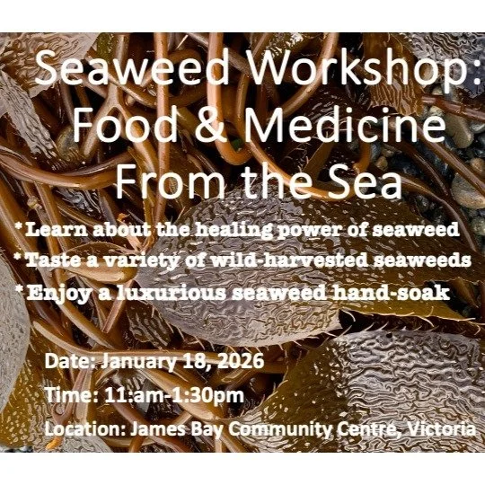 The first Seaweed Workshop of 2026 is happening Sunday January 18th at the James Bay Community Centre in Victoria. Enjoy a luxurious seaweed hand-soak, taste a variety of local, wild-harvested seaweeds and learn about the tremendous health and nutrit