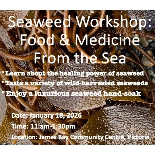 The first Seaweed Workshop of 2026 is happening Sunday January 18th at the James Bay Community Centre in Victoria. Enjoy a luxurious seaweed hand-soak, taste a variety of local, wild-harvested seaweeds and learn about the tremendous health and nutrit