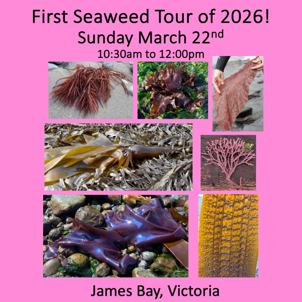 💚The first Seaweed Tour of 2026 is happening this Sunday March 22!💚

🌊Come and learn about some of our 650 species of seaweeds, showcasing a remarkable array of colours and forms.

Learn:
*To identify local species
*The critical ecological role of
