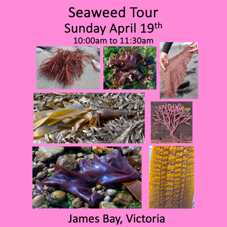 💚 Seaweed Tour this Sunday 💚

🌊Come and learn about some of our 650 species of seaweeds, showcasing a remarkable array of colours and forms.

Learn:
*To identify local species
*The critical ecological role of seaweeds
*The tremendous nutritional a