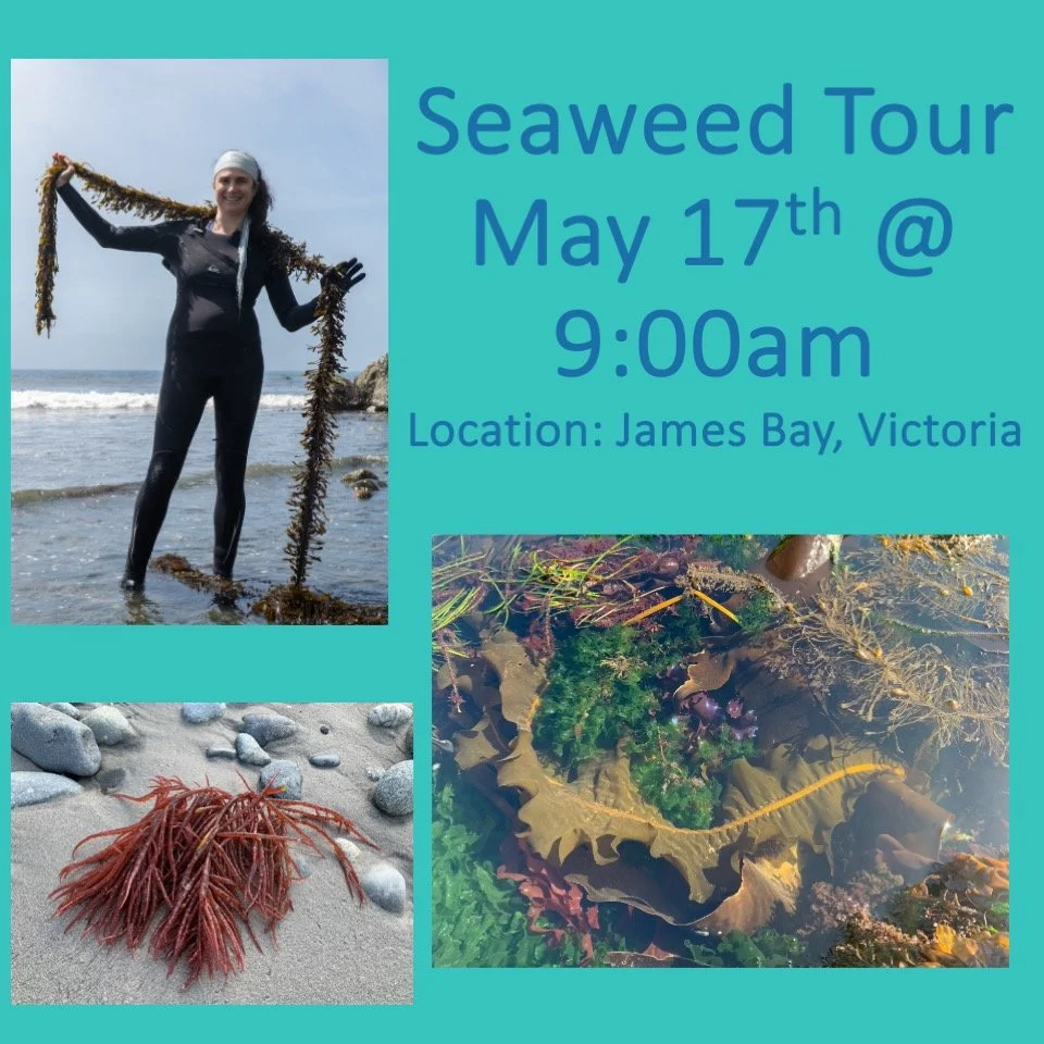 🌊 Next Seaweed Tour is this Sunday May 17th at 9:00am. We have a negative tide! This one will be special! 💚

🌊 Come and learn about some of our 650 species of seaweed in the Pacific NW.

💚Taste seaweeds you won't find anywhere but on our shores.
