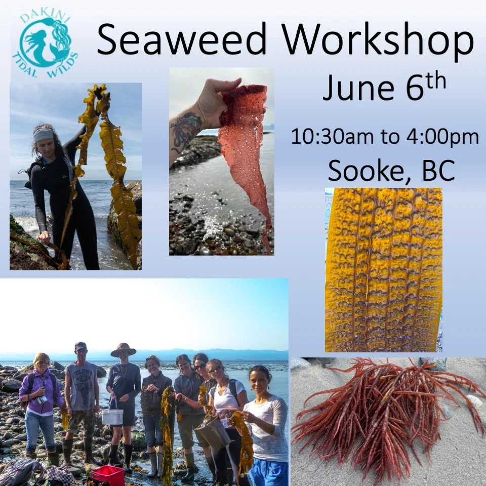 🌊 First Seaweed Workshop of 2026!!! Sat. June 6th: 10:30am to 4:00pm 🌊
(currently 5 spots remaining)

🌊 3 times per season I offer a full day, intensive Seaweed Workshop that coincides with the best low tides in the heart of the seaweed season. 
I