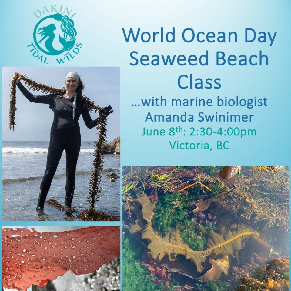 🌊In honour of World Ocean Day, I am offering a FREE Seaweed Tour to fellow ocean lovers on June 8th. 💙
You can register through my website, dakinitidalwilds.com.

There are so many great events happening in Victoria to celebrate World Ocean Day. Yo