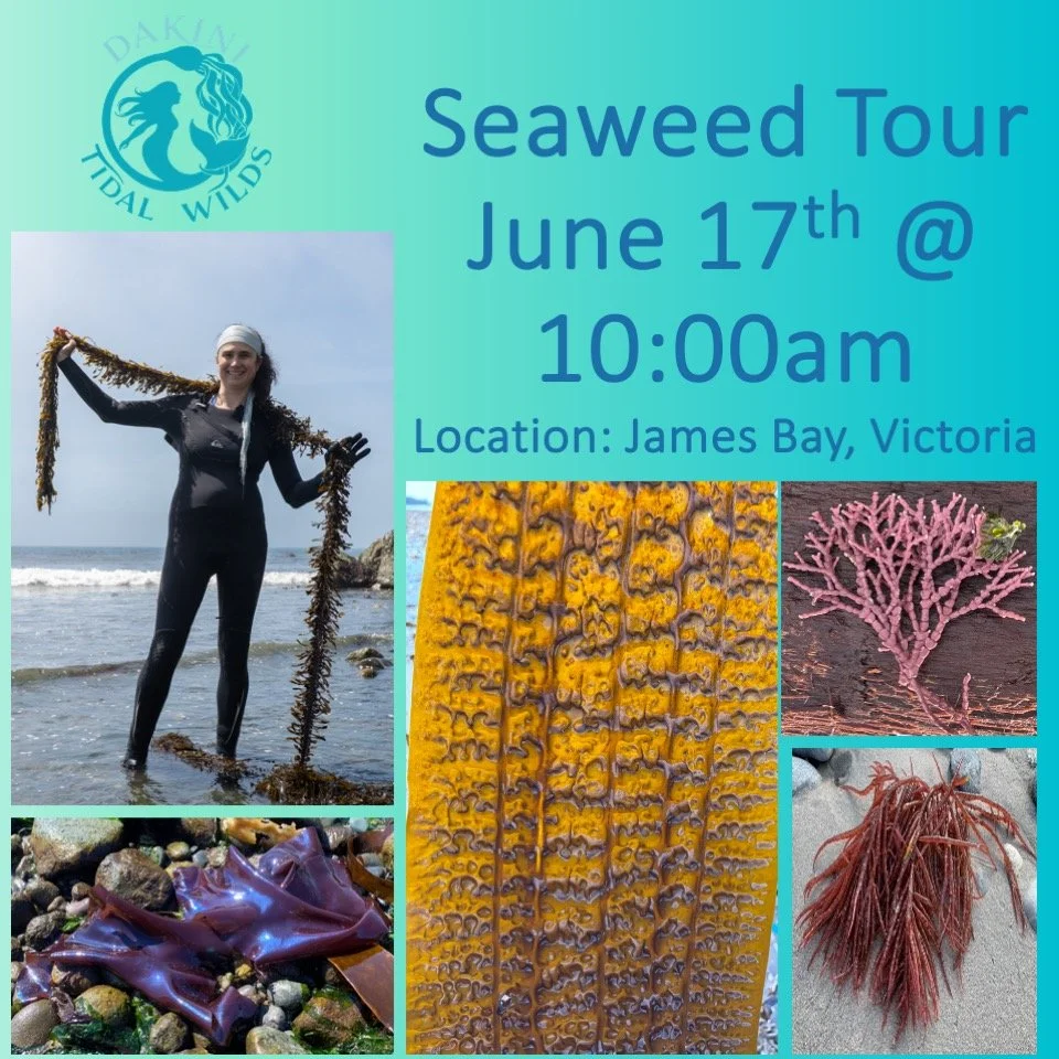 🌊One of the lowest tides of the year is tomorrow!! (swipe for low-tide eye candy😁)

💚Join me at the beach Wednesday June 17th at 10:00am and learn:
*which wild seaweeds are edible
*the ecological role of seaweeds
*ecology of kelp forests
*the trem