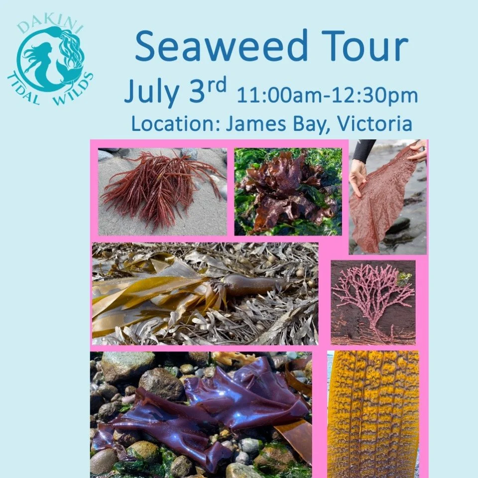 💚Join me at the beach this Friday July 3rd at the low tide, among our beautiful seaweeds 💚

TASTE wild, local, hand-harvested seaweeds not available anywhere else

LEARN which wild seaweeds are edible

LEARN about the ecological role of seaweeds an
