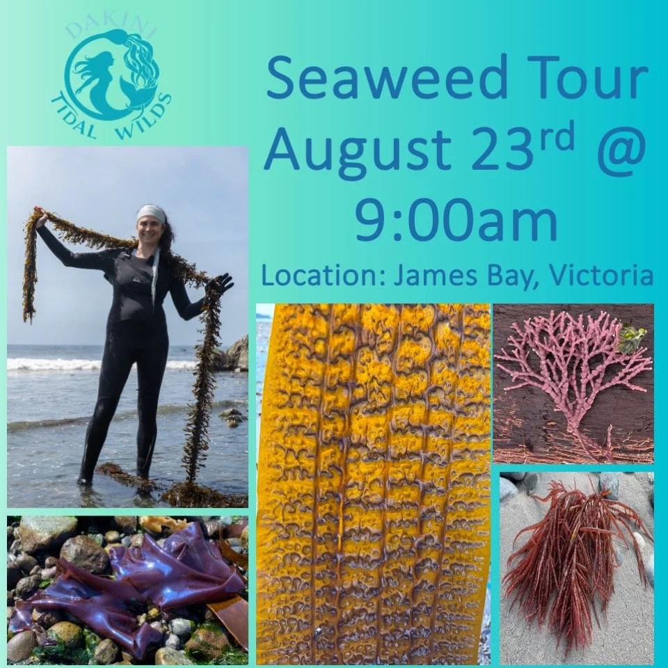 Join me this Sunday to discover our remarkable diversity of local seaweeds, learn about their tremendous nutritional benefits, their crucial ecological role and taste wild, sustainably, hand-harvested seaweeds not available anywhere else!