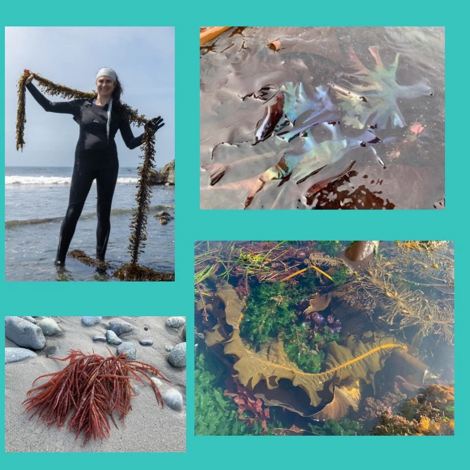 Free Seaweed TOUR world ocean day.jpg
