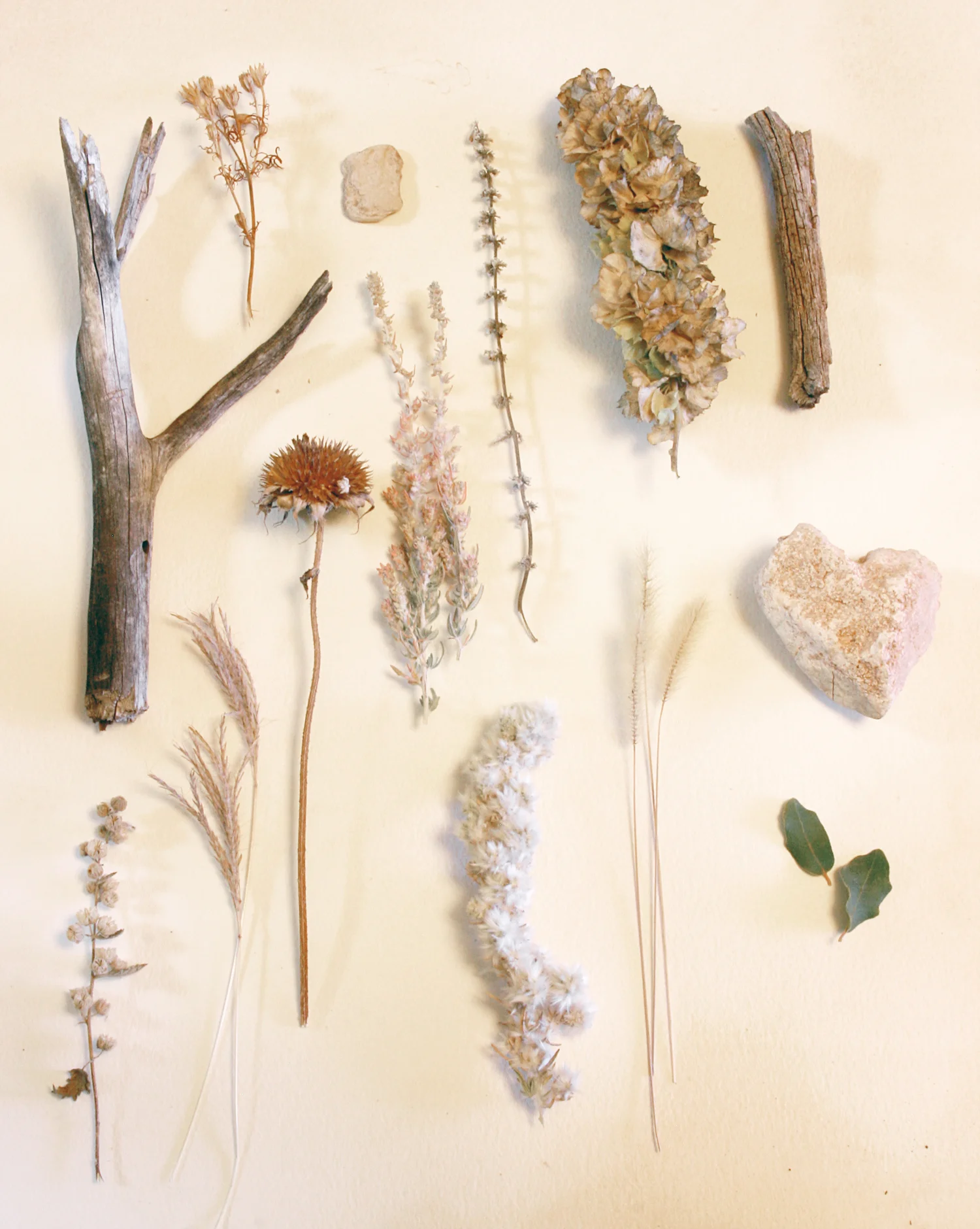 autumnflora.jpg