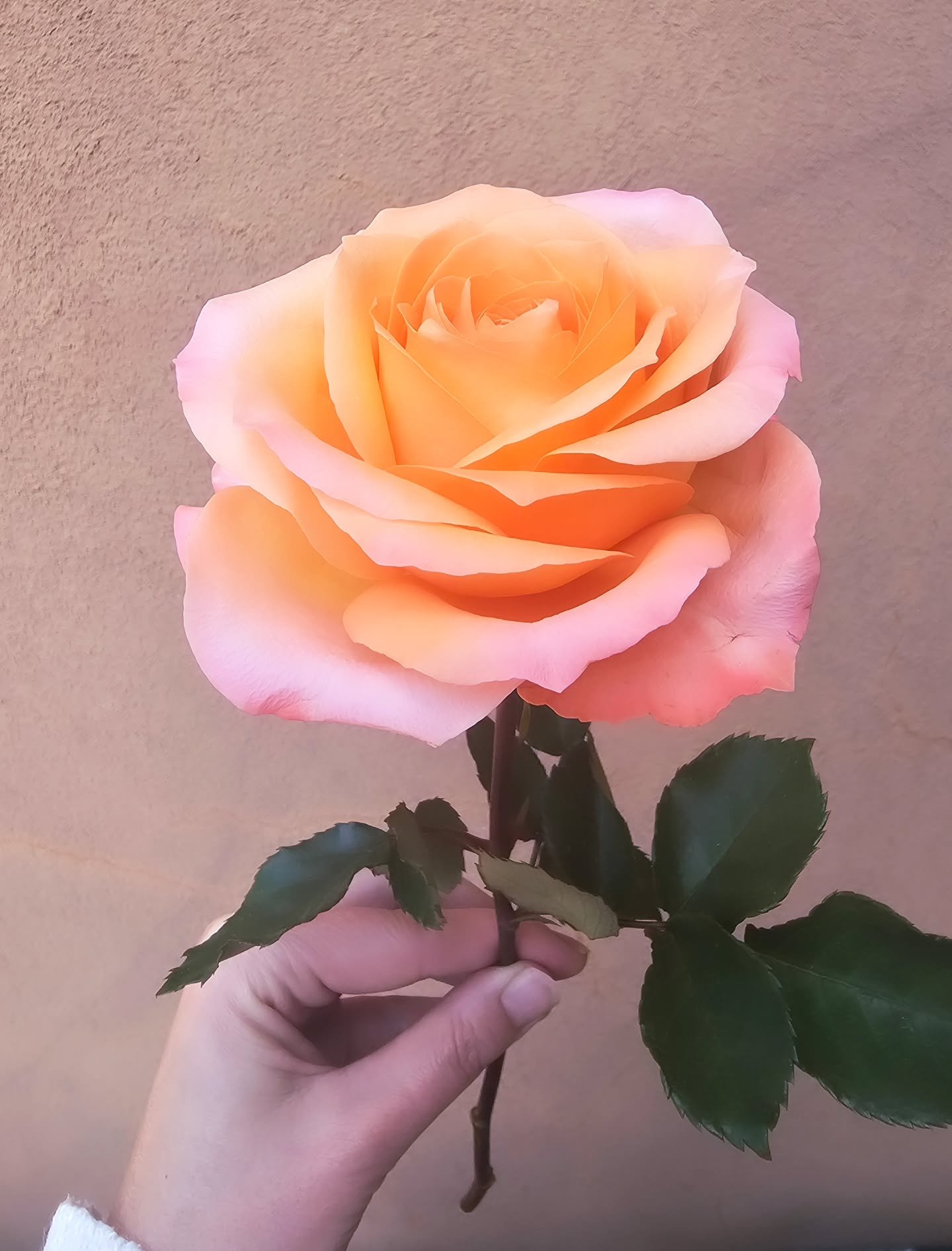 The flowers and the trees, they do see all there is to know.

Through their veins, their stems and leaves, they keep only what will grow.

They do not fear the bloom that folds and wilts away.

In the morning, come look! My petals are new, the birds 